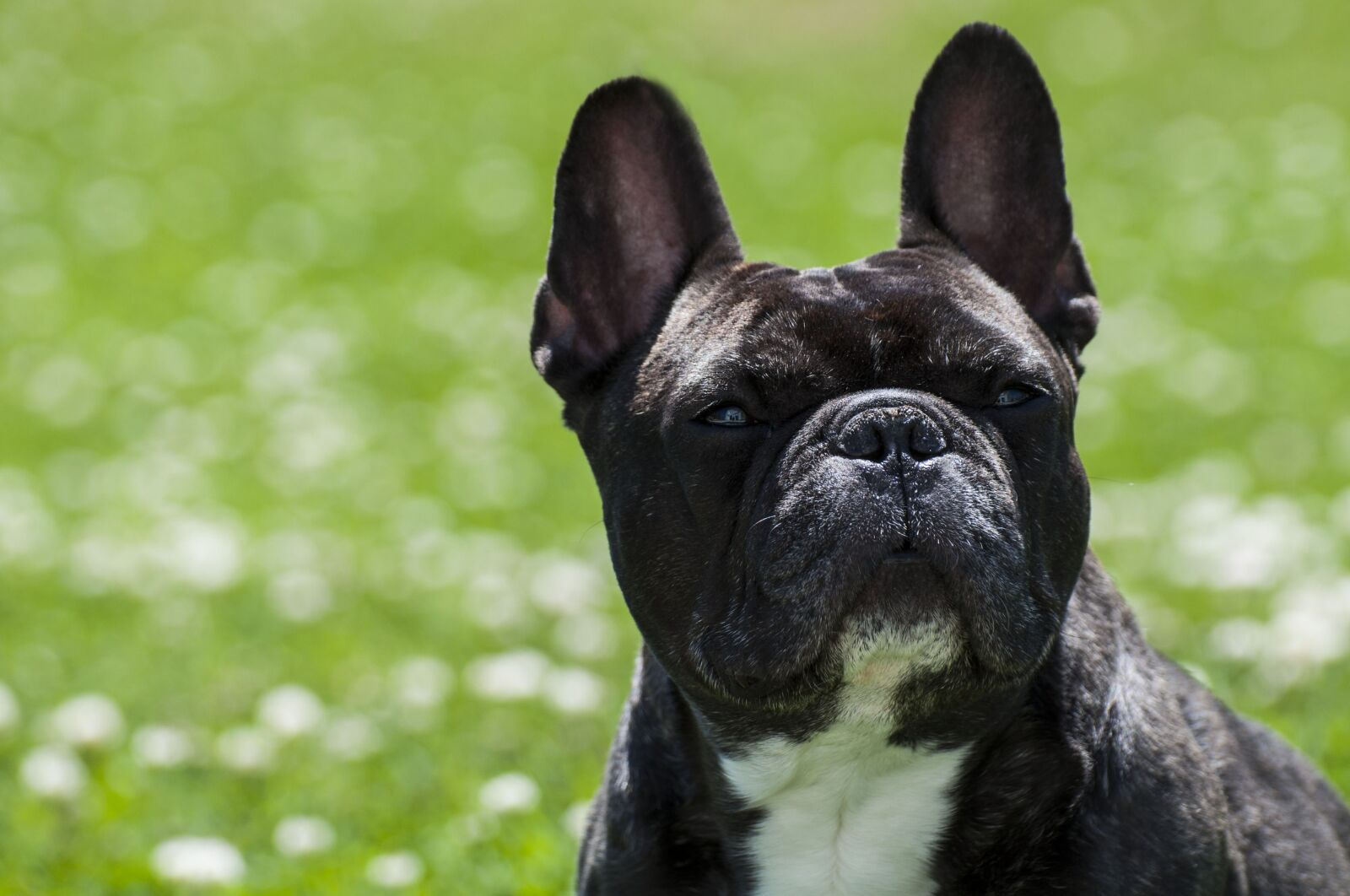 Nikon D5000 sample photo. Dog, pet, purebred photography