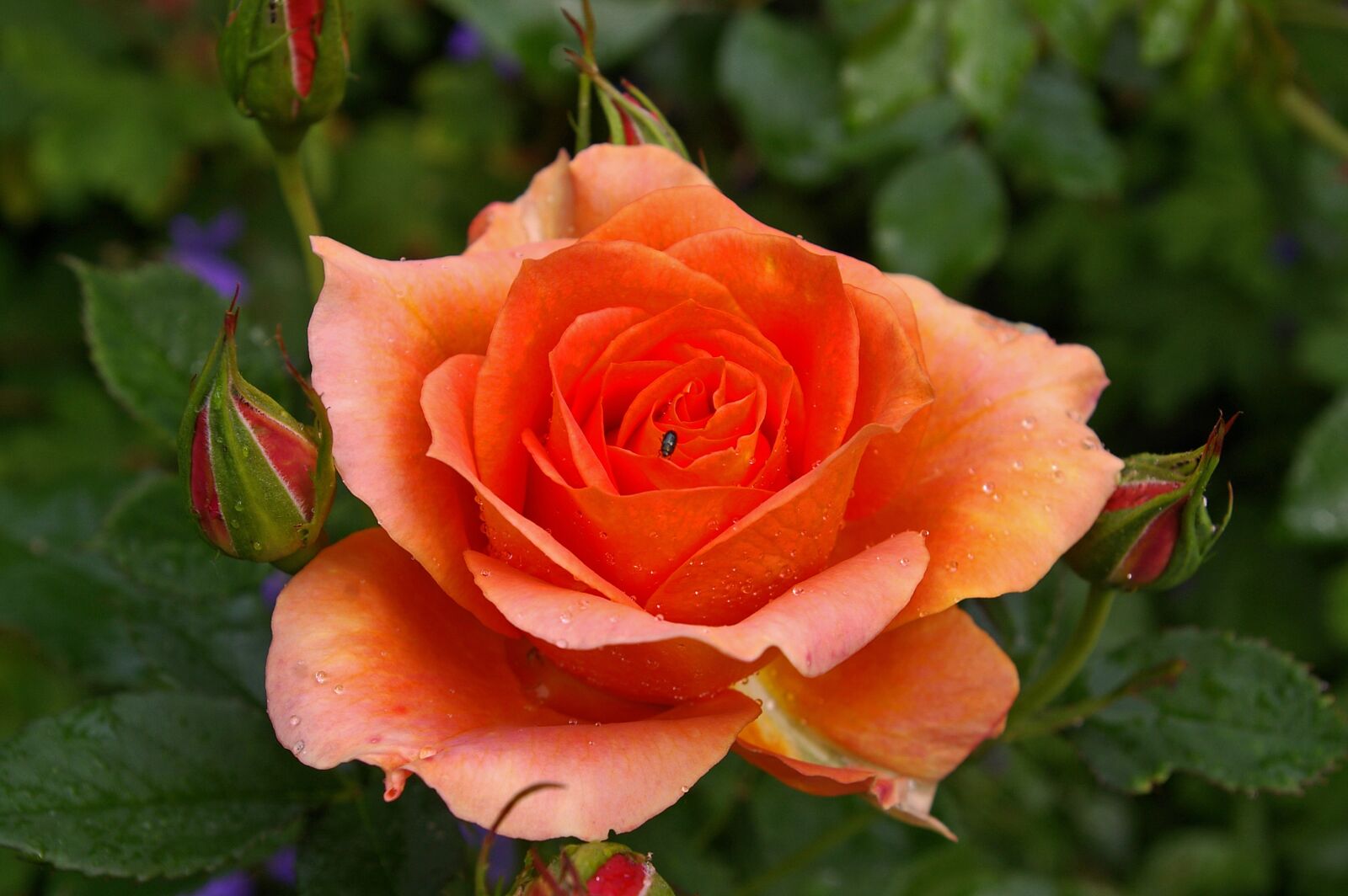 Pentax *ist DL2 sample photo. Rose, orange rose, orange photography