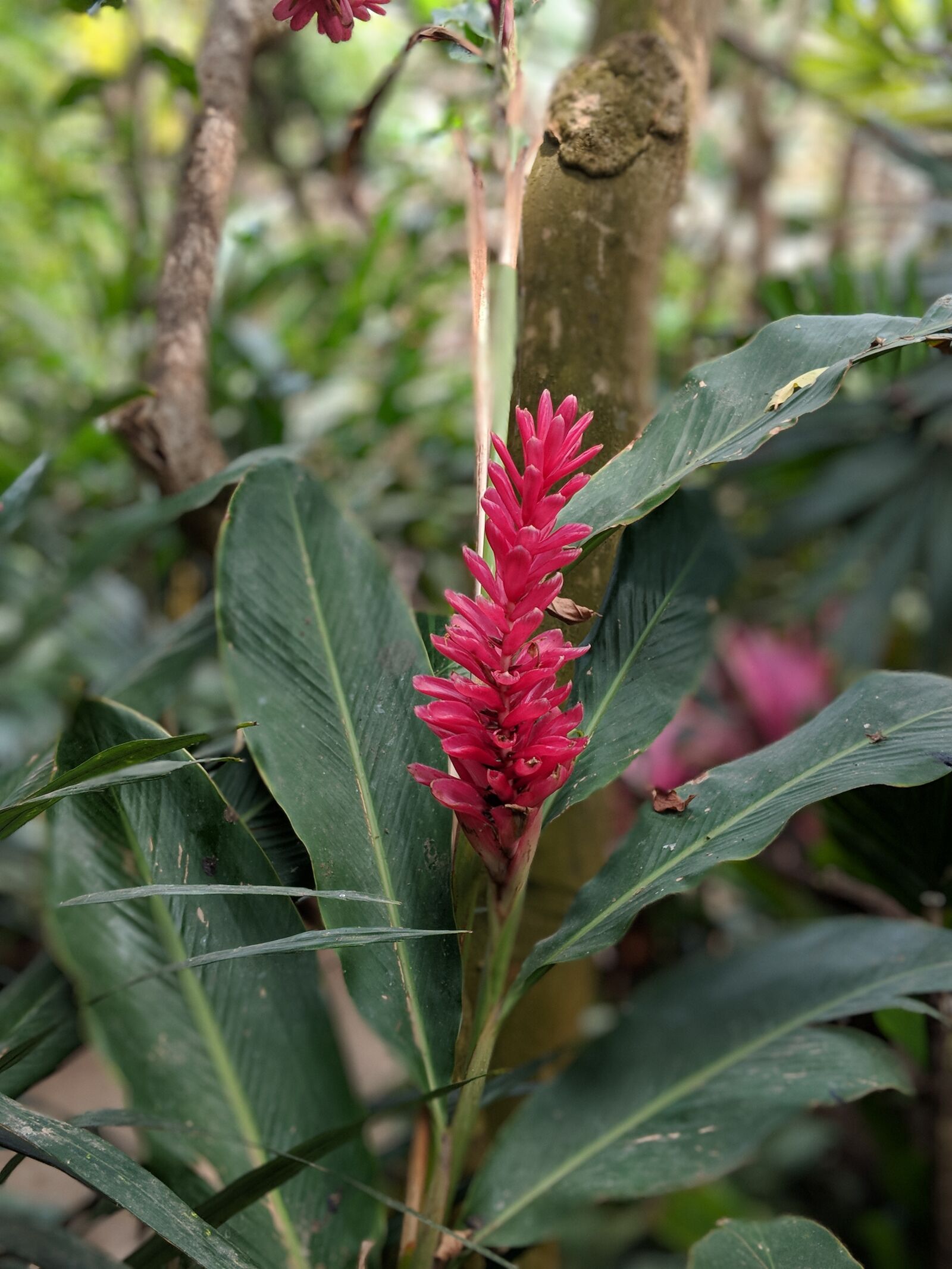 Google Pixel 2 XL sample photo. Flower, plant, bloom photography