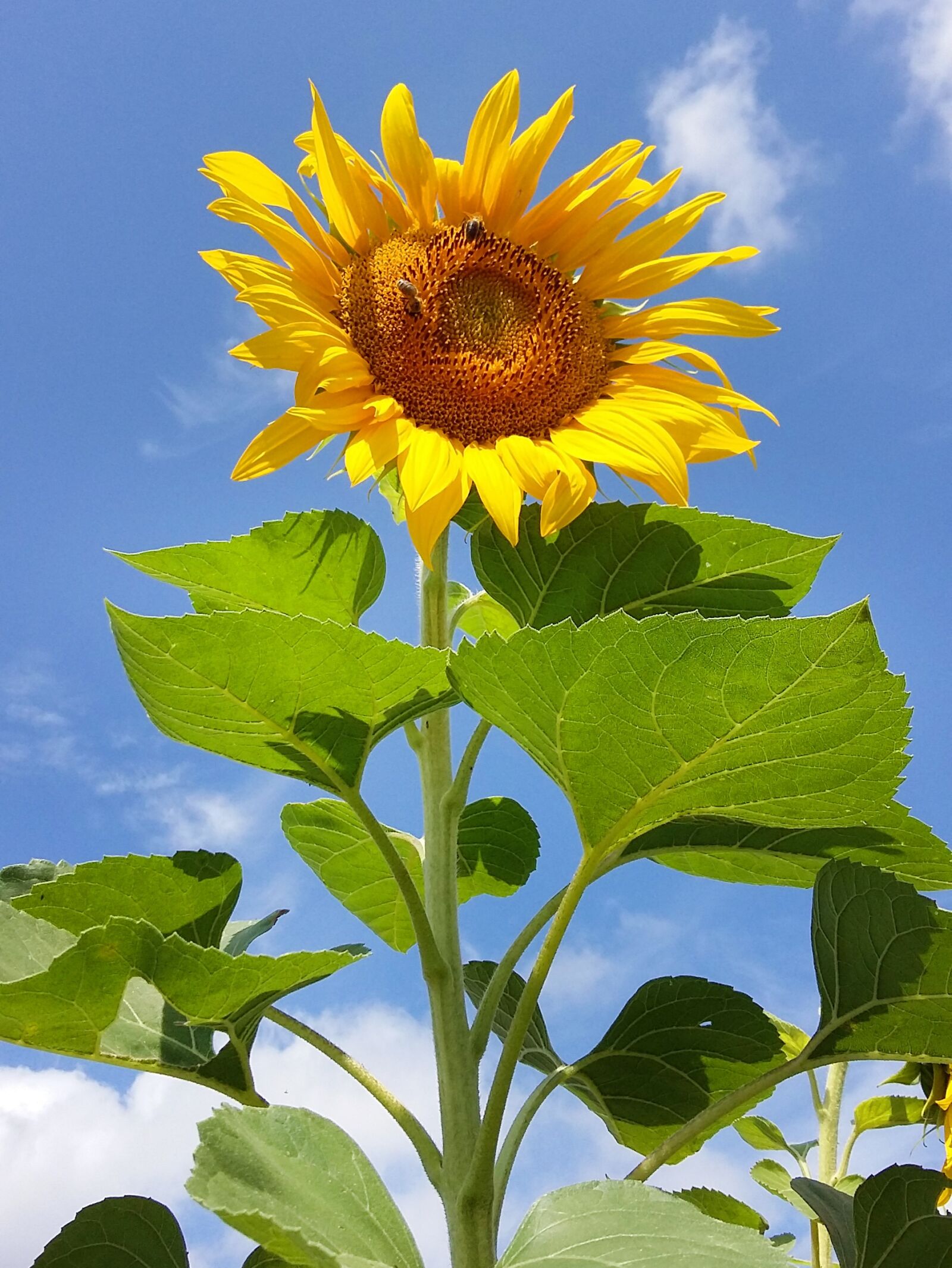 Samsung Galaxy A3 sample photo. Sunflower, flower, yellow photography