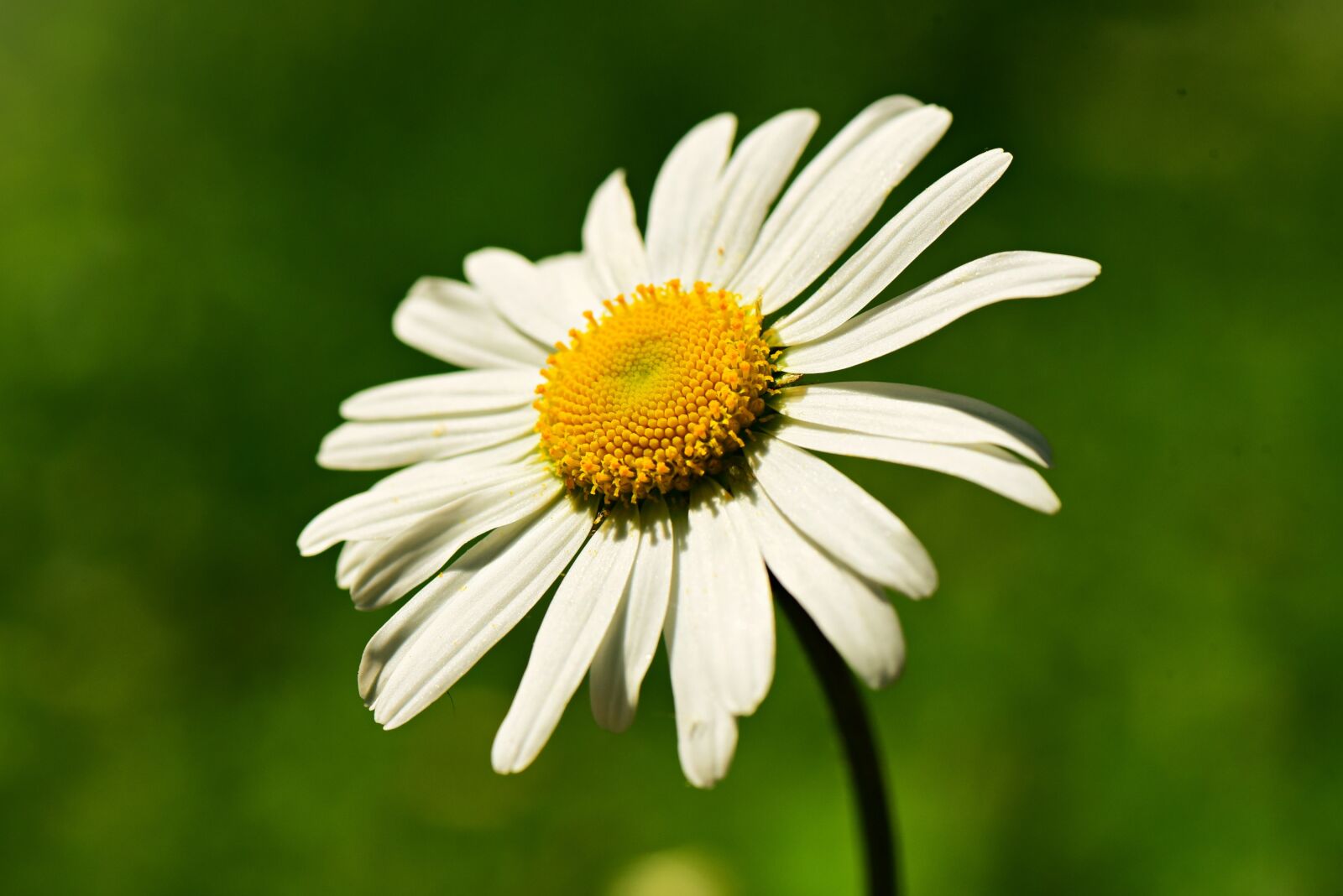 Nikon D750 sample photo. Ox eye daisy, flower photography