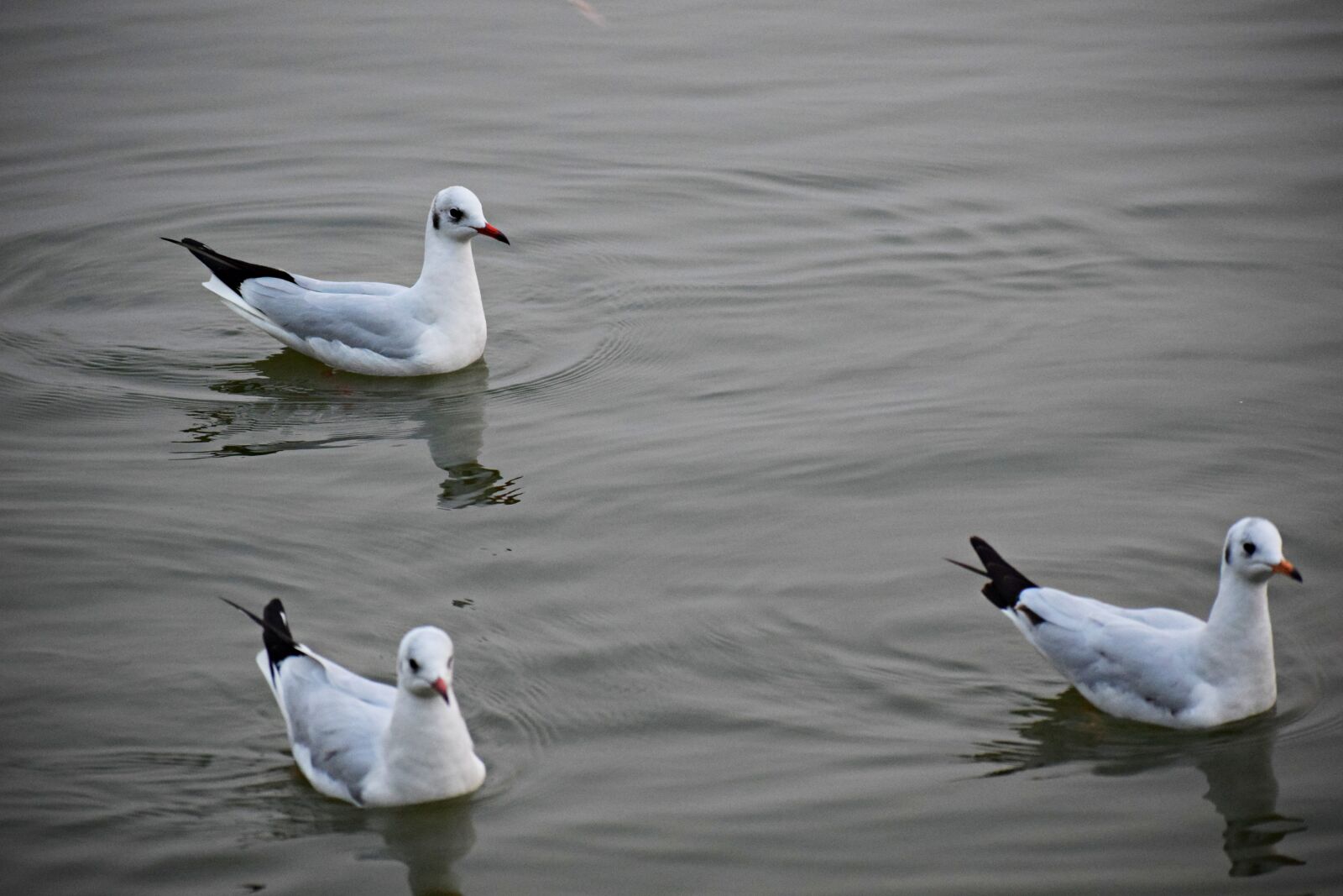 Nikon D3300 sample photo. Water, birds, lake photography