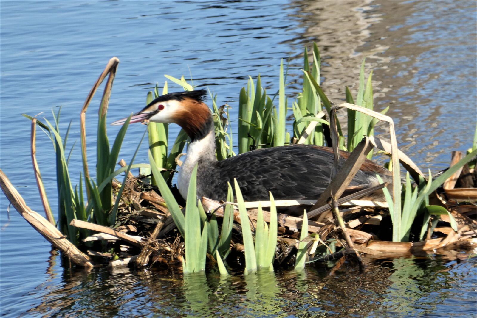 Panasonic Lumix DC-ZS70 (Lumix DC-TZ90) sample photo. Grebe, nest, spring photography