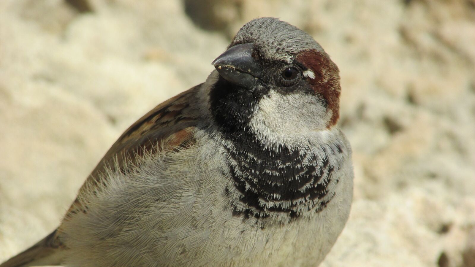 Canon PowerShot SX400 IS sample photo. Sparrow, bird, animal photography