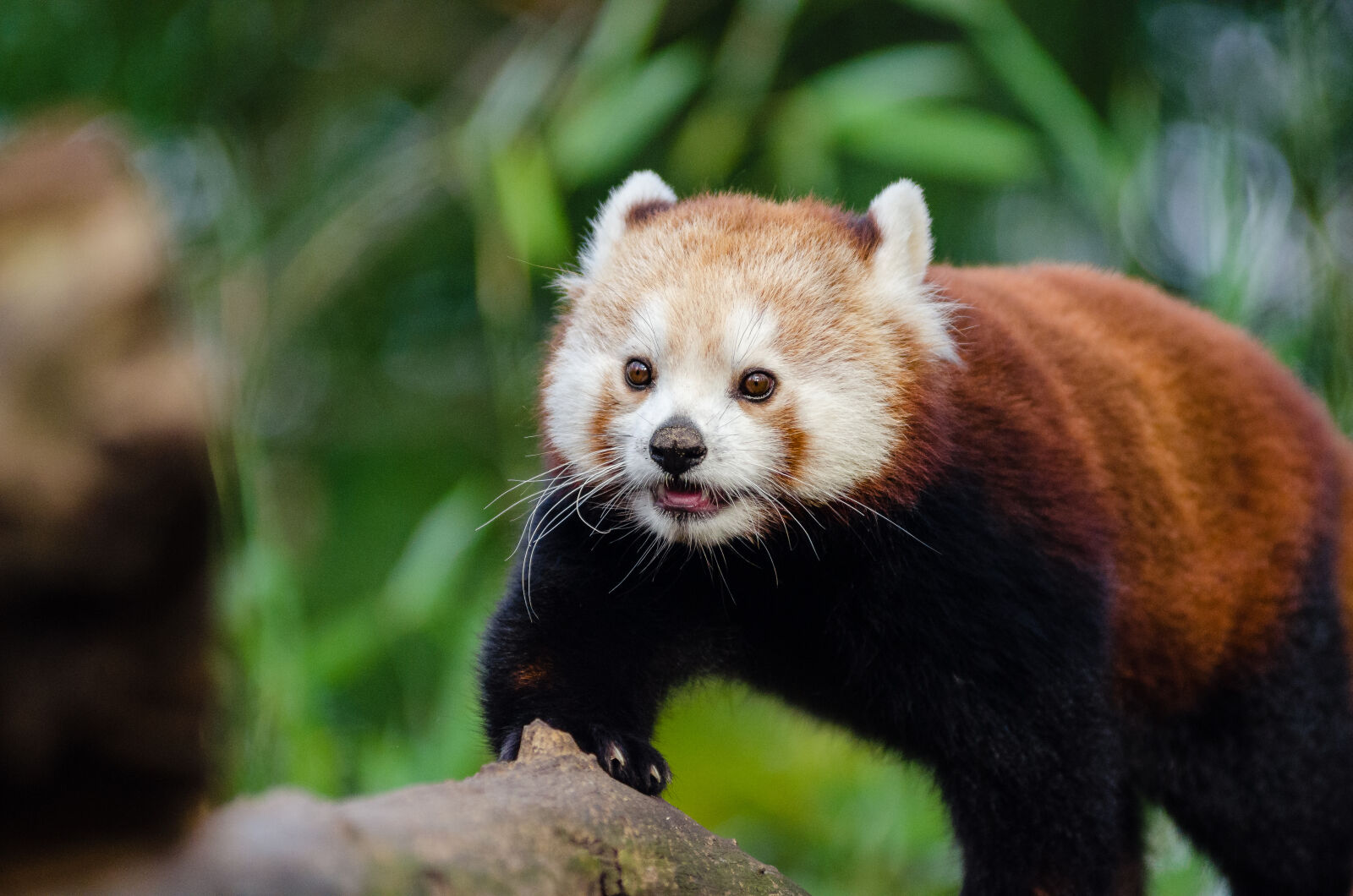 AF Zoom-Nikkor 80-200mm f/2.8 ED sample photo. Red, panda photography