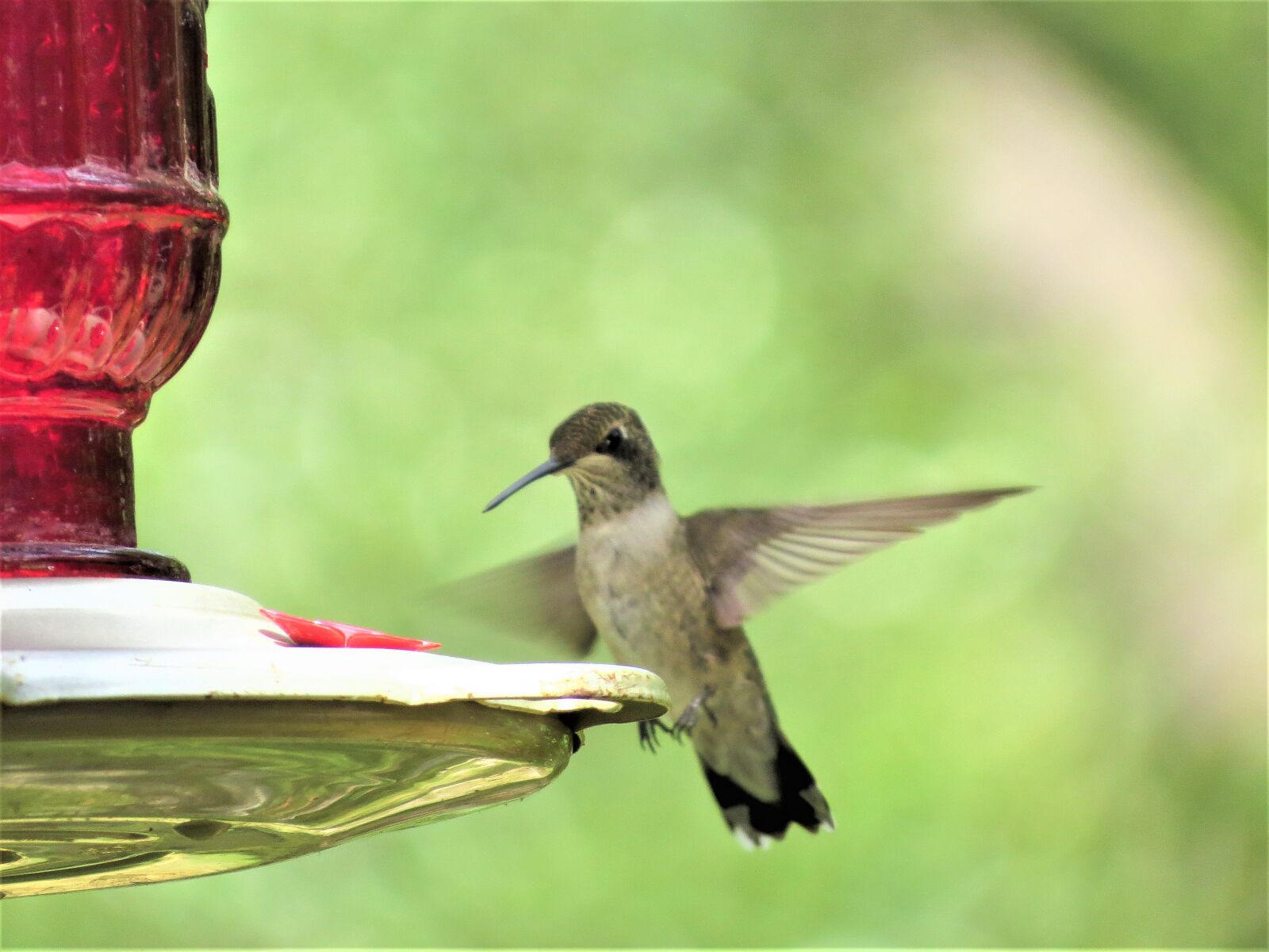 Canon PowerShot SX50 HS sample photo. Hummingbird, close up, in photography