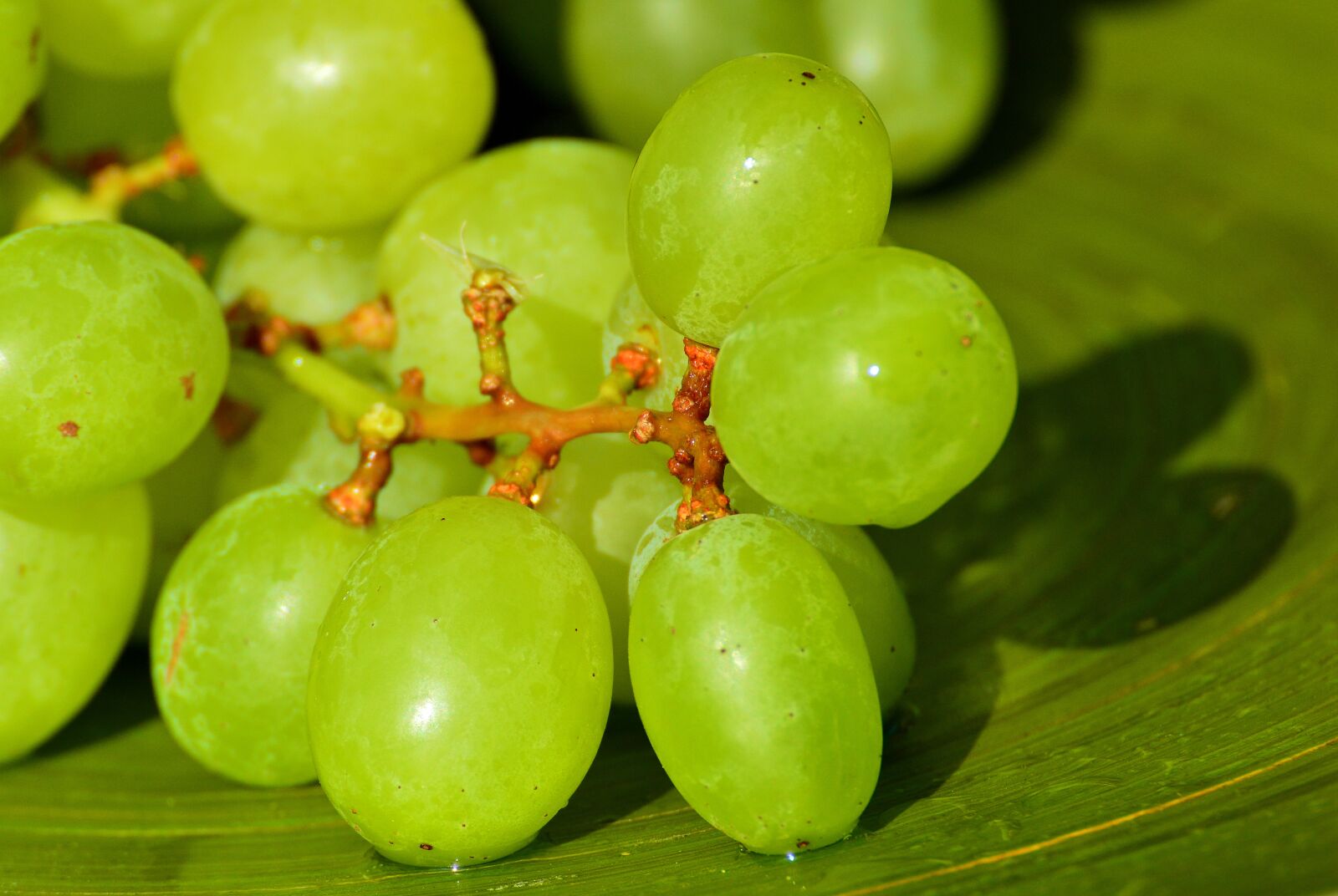 Nikon D3200 sample photo. Grapes, fruits, healthy photography