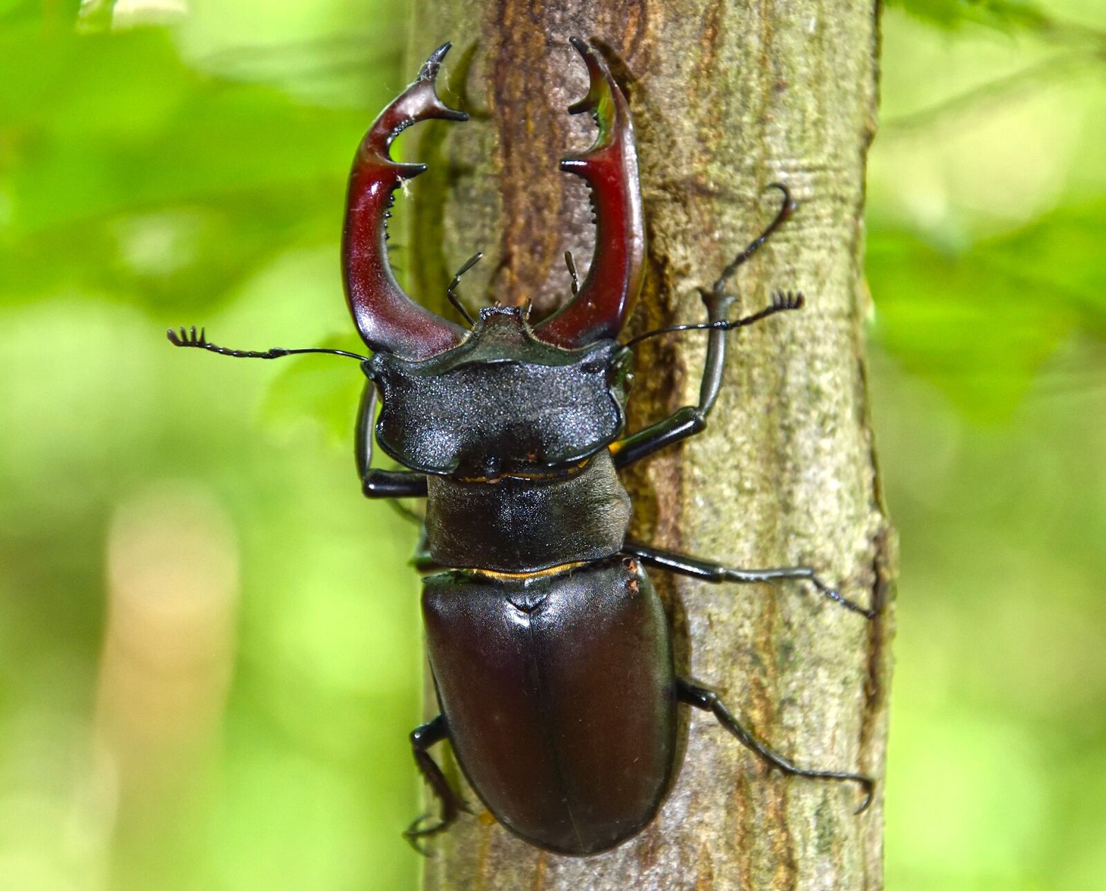 Nikon D5300 sample photo. Insect, beetle, nature photography