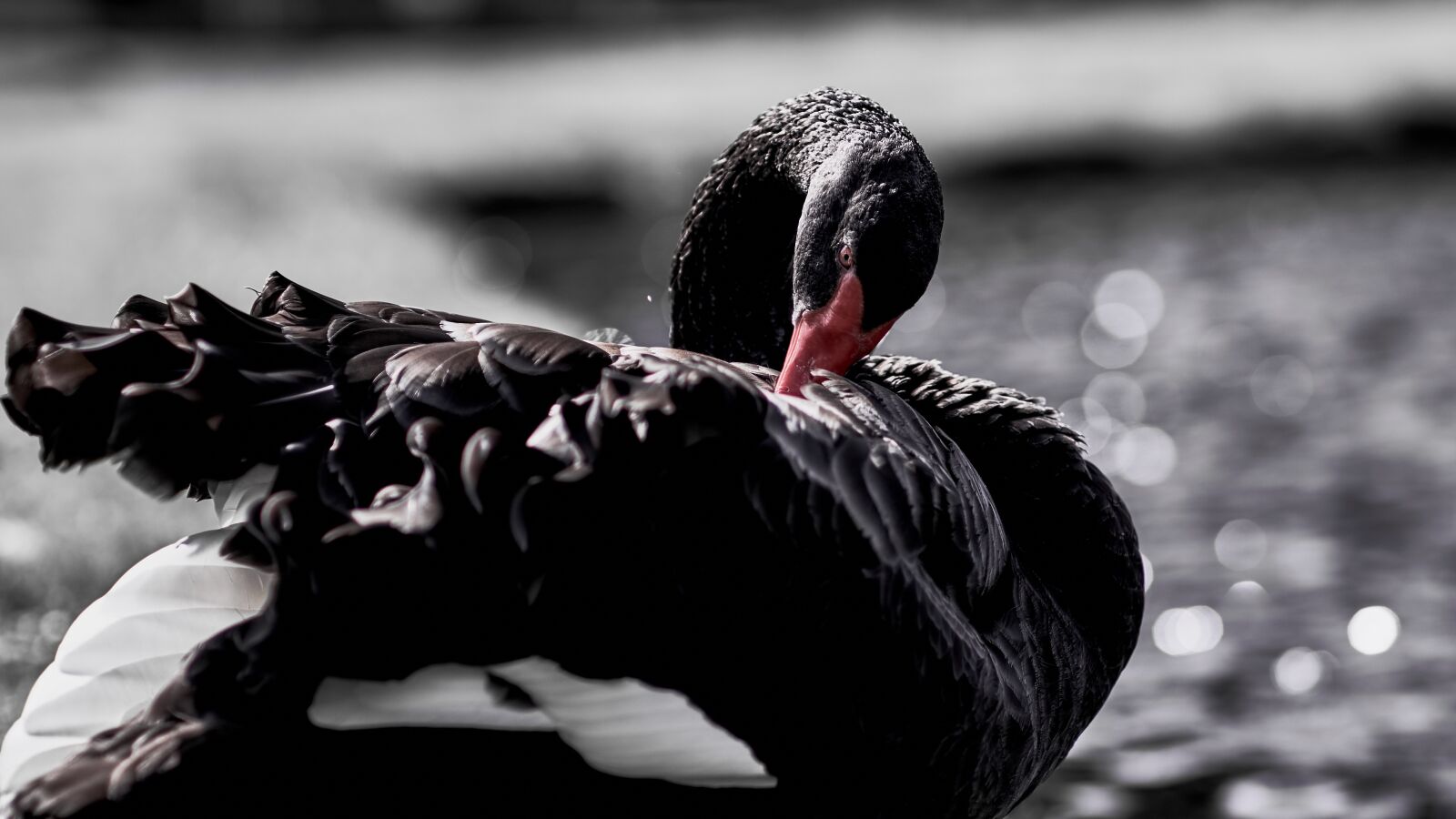 Fujifilm X-T1 sample photo. Nature, bird, animal photography