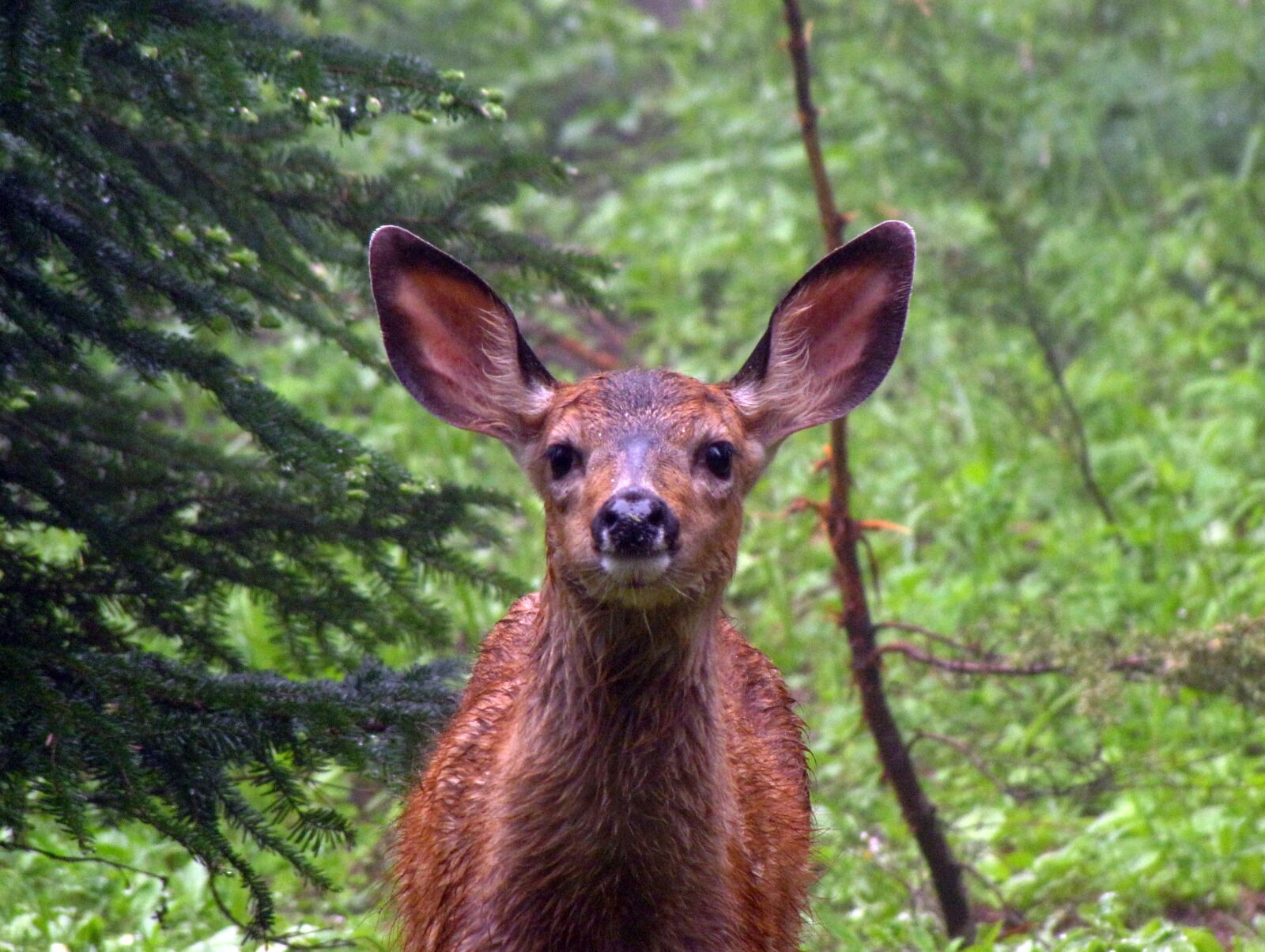 Canon PowerShot SX10 IS sample photo. Fawn, ears, wet photography