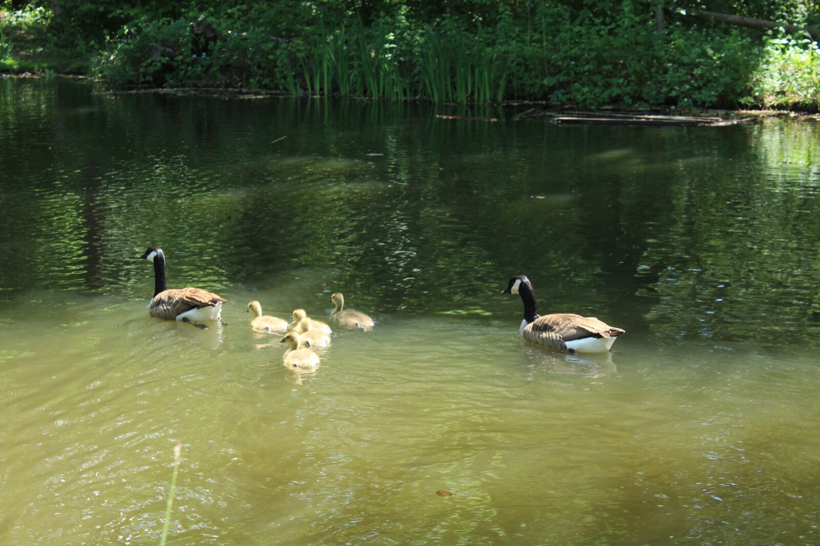 Canon EOS 1200D (EOS Rebel T5 / EOS Kiss X70 / EOS Hi) sample photo. Geese, pair, young photography