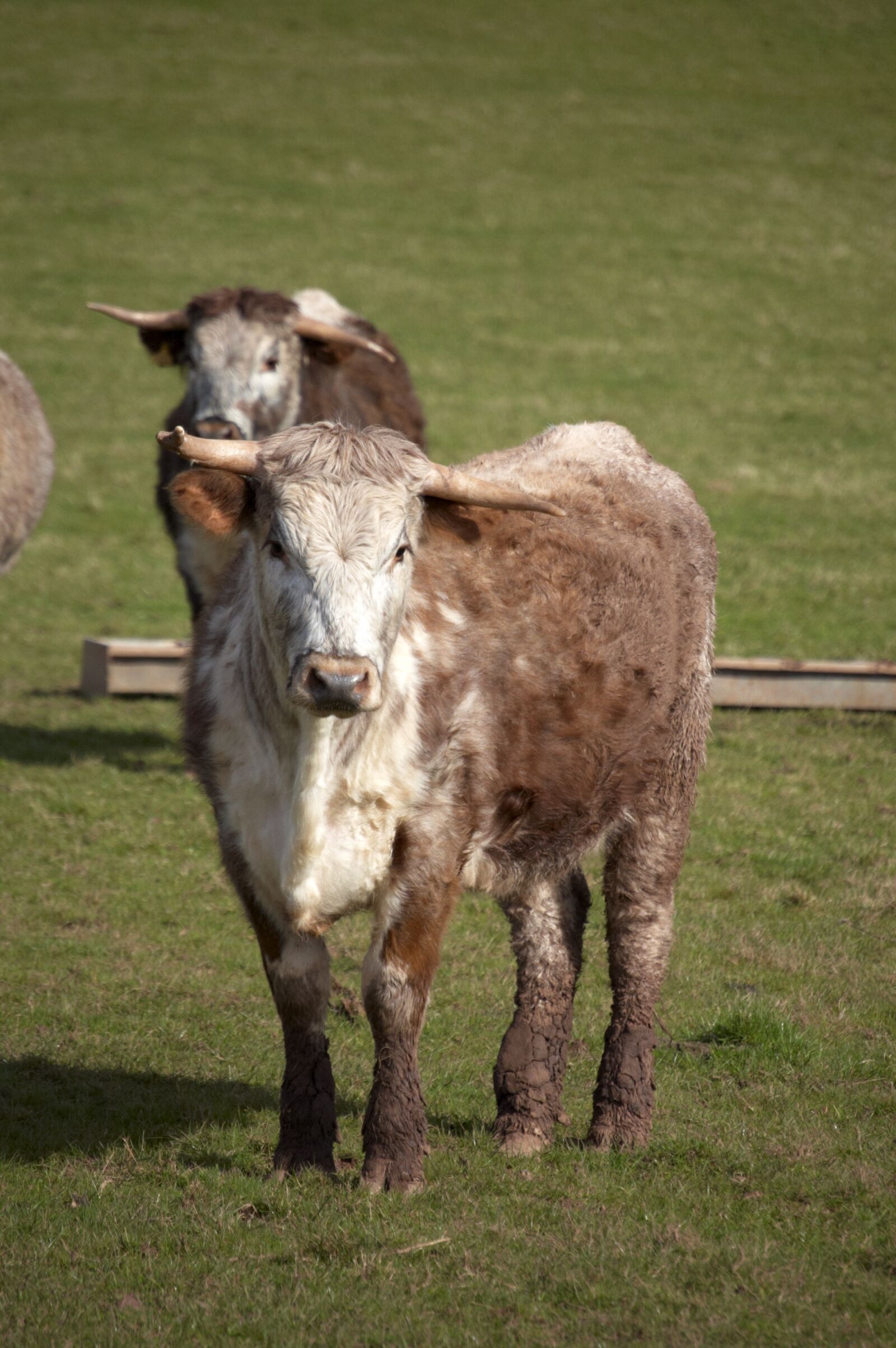 Nikon D40 sample photo. Cow, animal, cattle photography