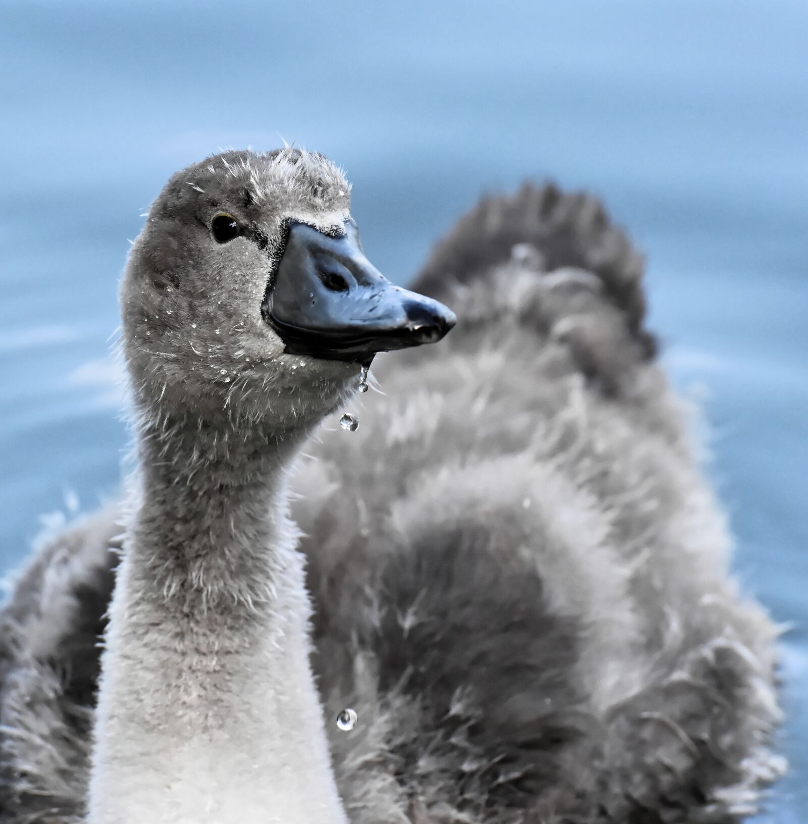 Nikon D7200 sample photo. Swan, young, young animal photography