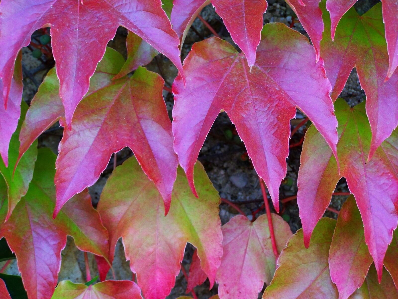 Kodak EASYSHARE ZD710 ZOOM DIGITAL CAMERA sample photo. Wild grapes, autumn colors photography