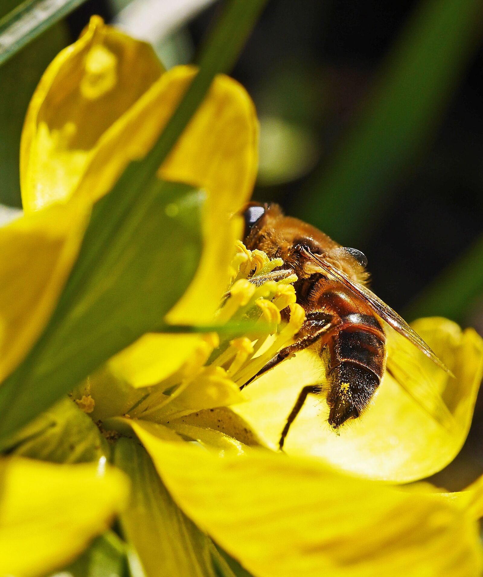 Panasonic Lumix DMC-GH3 sample photo. Winterling, bee, early spring photography