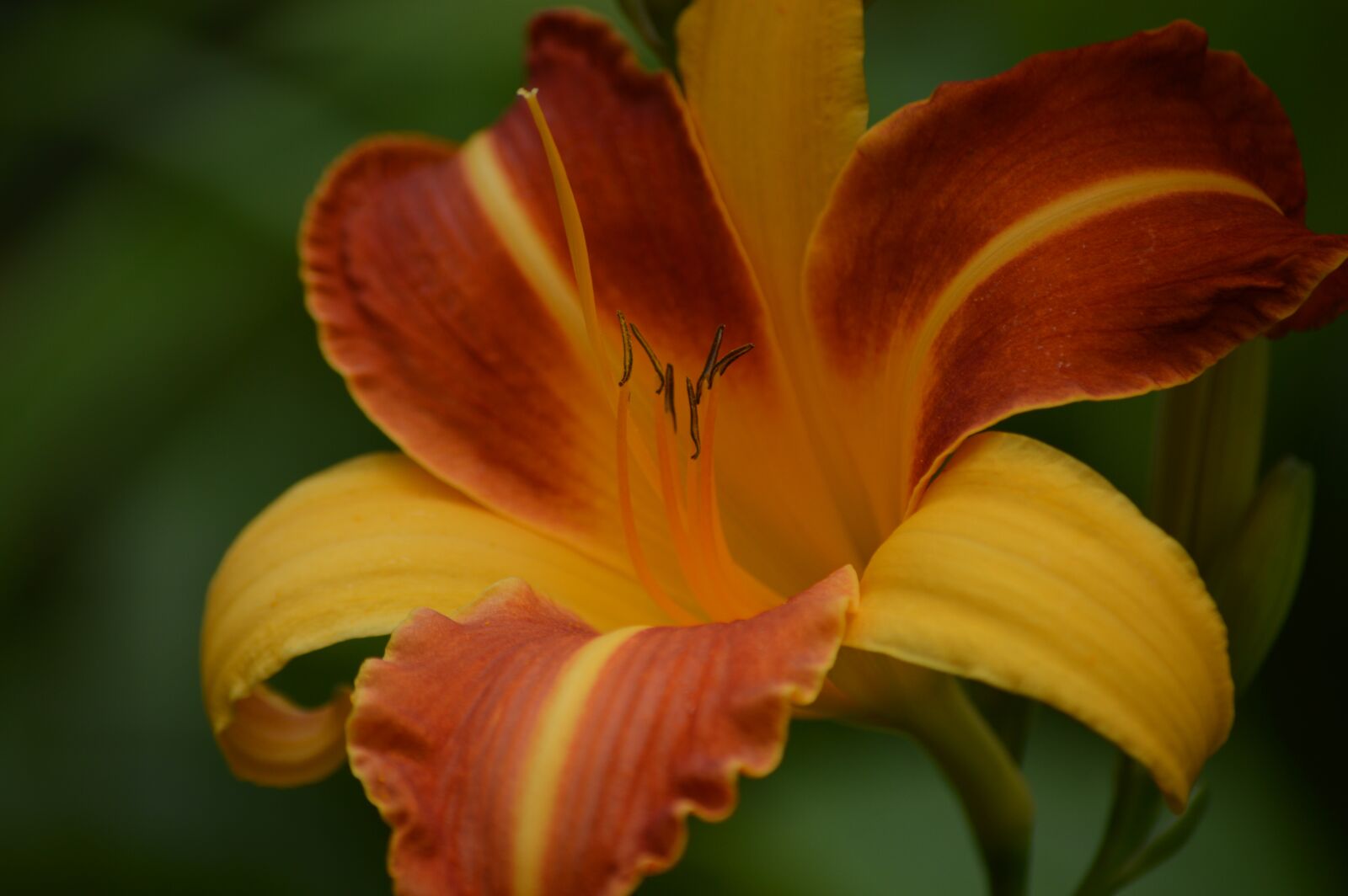 Nikon D3200 sample photo. Flower, lily, garden photography