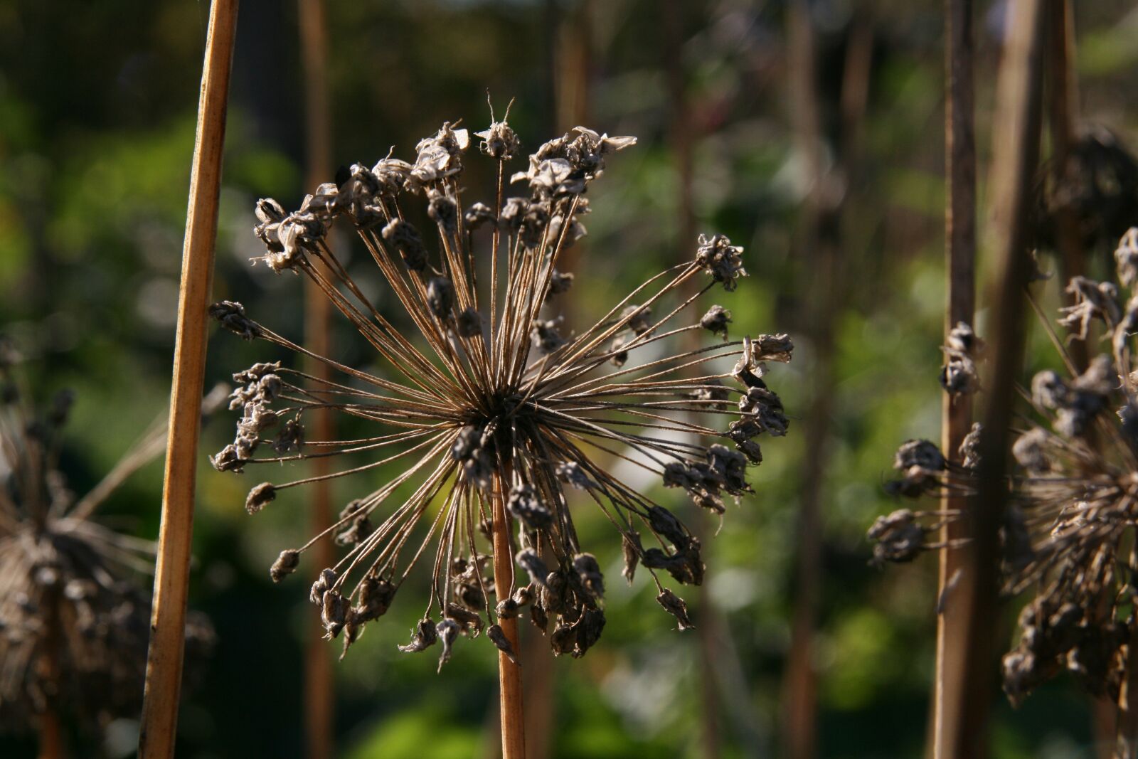 Canon EOS 400D (EOS Digital Rebel XTi / EOS Kiss Digital X) sample photo. Autumn, faded, trockenblume photography