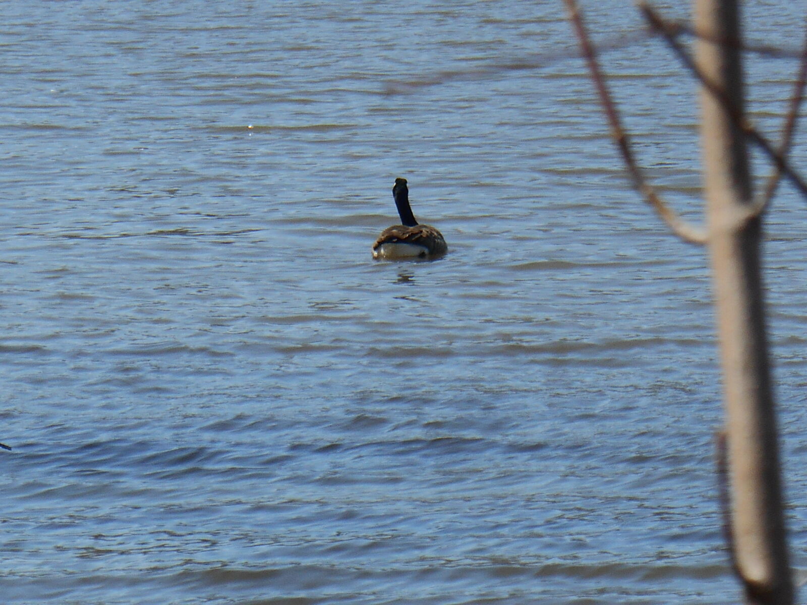 Nikon Coolpix S3500 sample photo. Arbre, canard, eau, oiseau photography