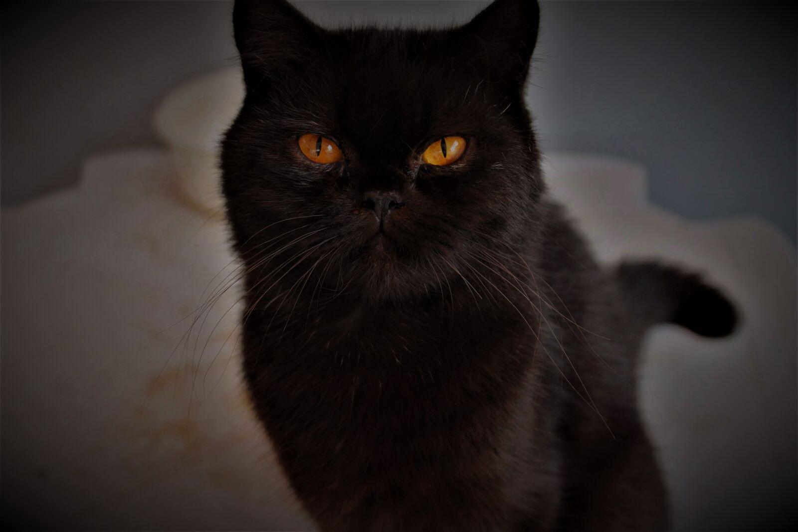 Canon EOS 1100D (EOS Rebel T3 / EOS Kiss X50) sample photo. Persian, cat, pet photography