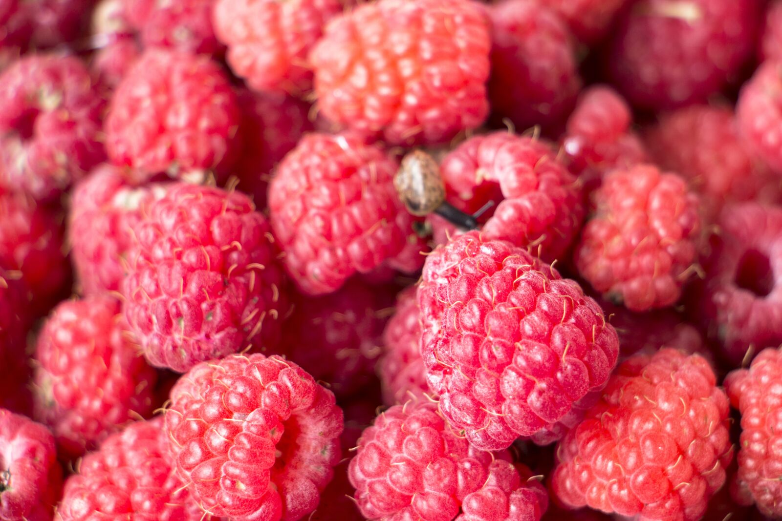 Canon EOS 700D (EOS Rebel T5i / EOS Kiss X7i) sample photo. Raspberry, background, fresh photography