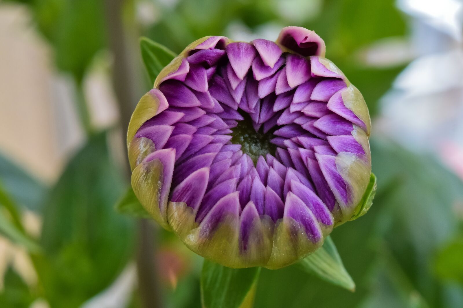 Nikon D3300 sample photo. Flowers, dahlia, blossom photography
