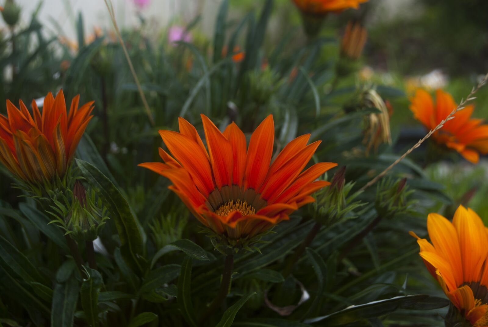Nikon D60 sample photo. Flower, petals, color photography