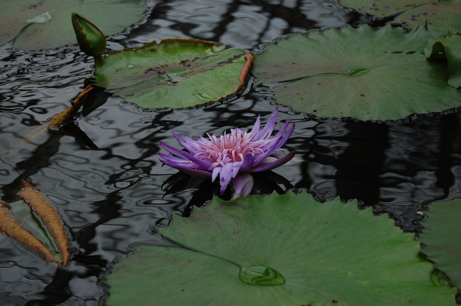 Nikon D40 sample photo. Pond, waters, natural photography
