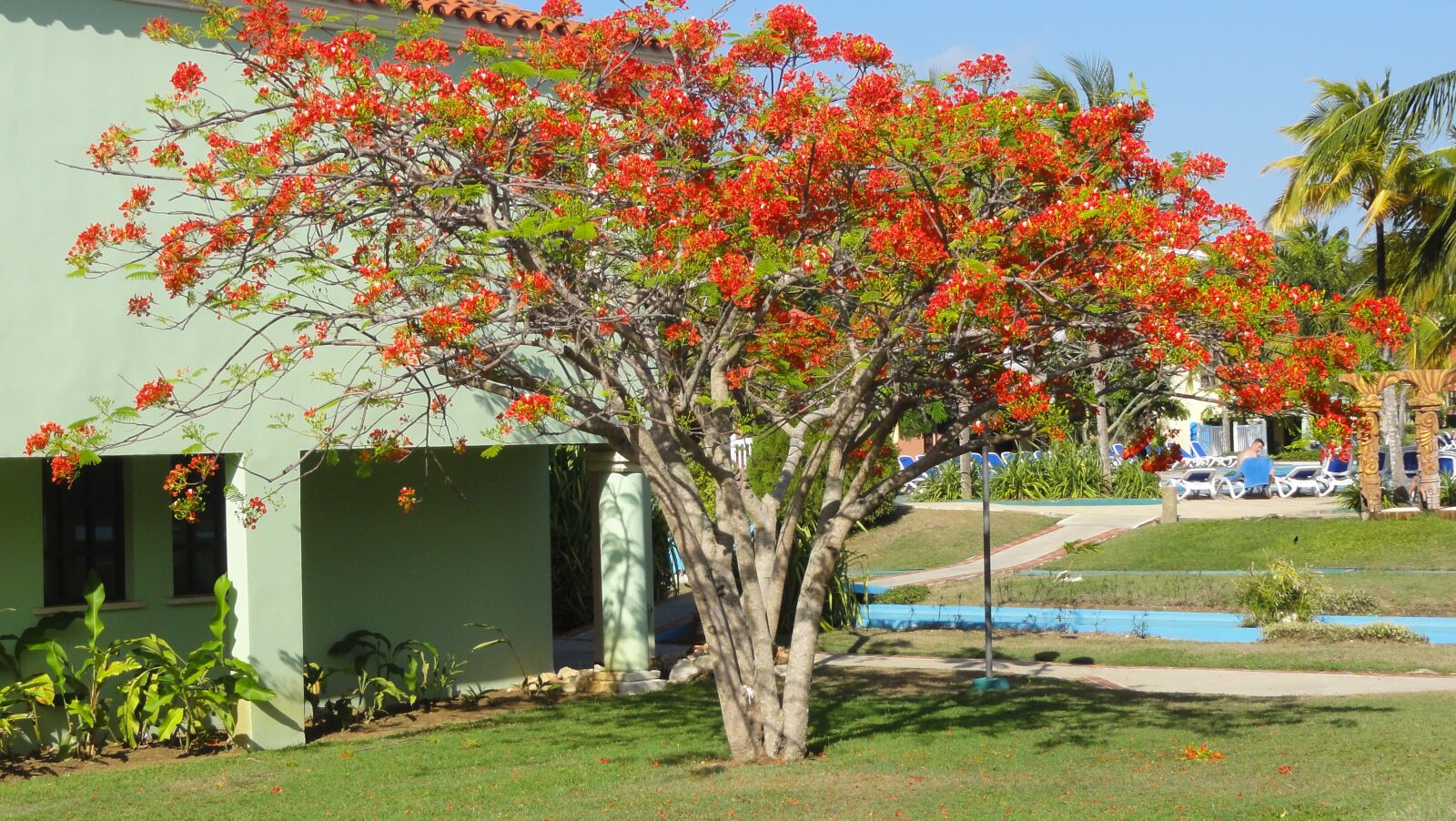 Sony DSC-HX5V sample photo. Fire tree, cuba, tree photography