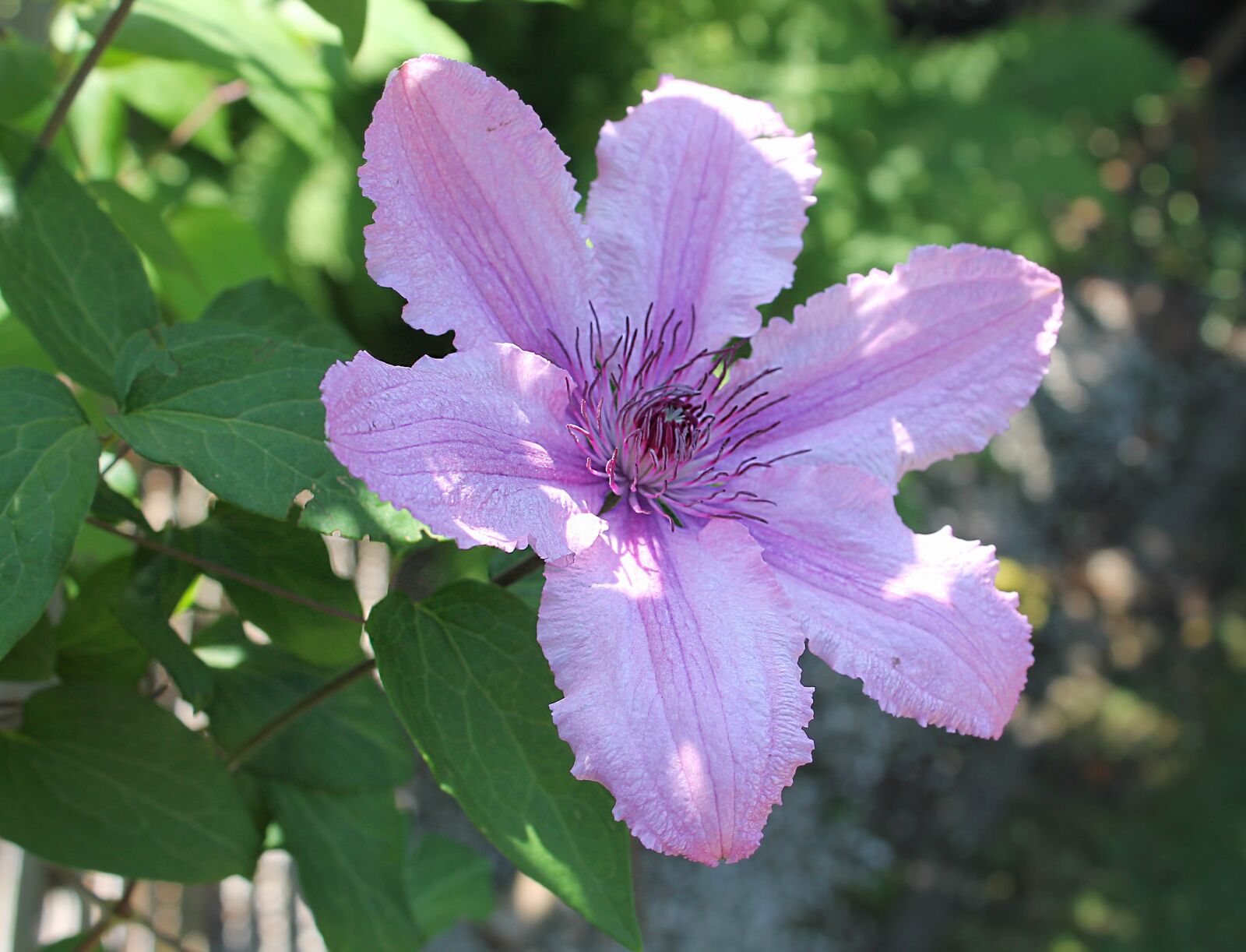 Canon EOS 1100D (EOS Rebel T3 / EOS Kiss X50) sample photo. Clematis, have, flower photography