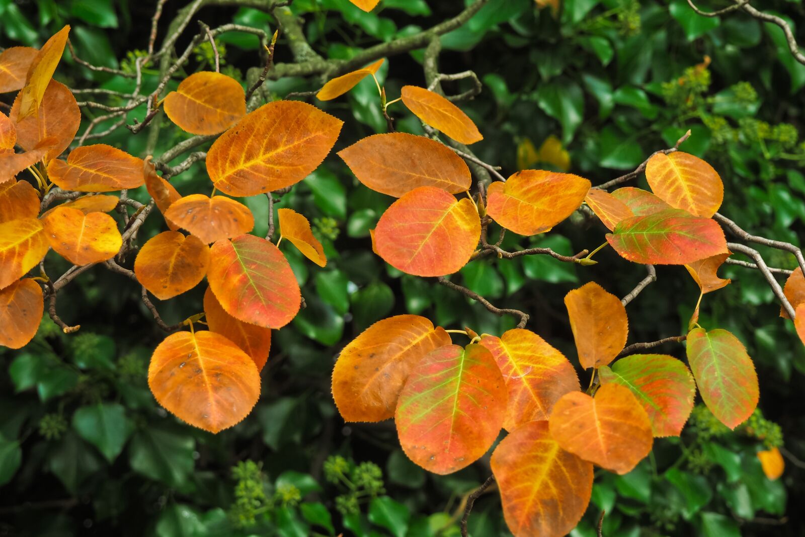 Olympus OM-D E-M10 sample photo. Trees, autumn, nature photography
