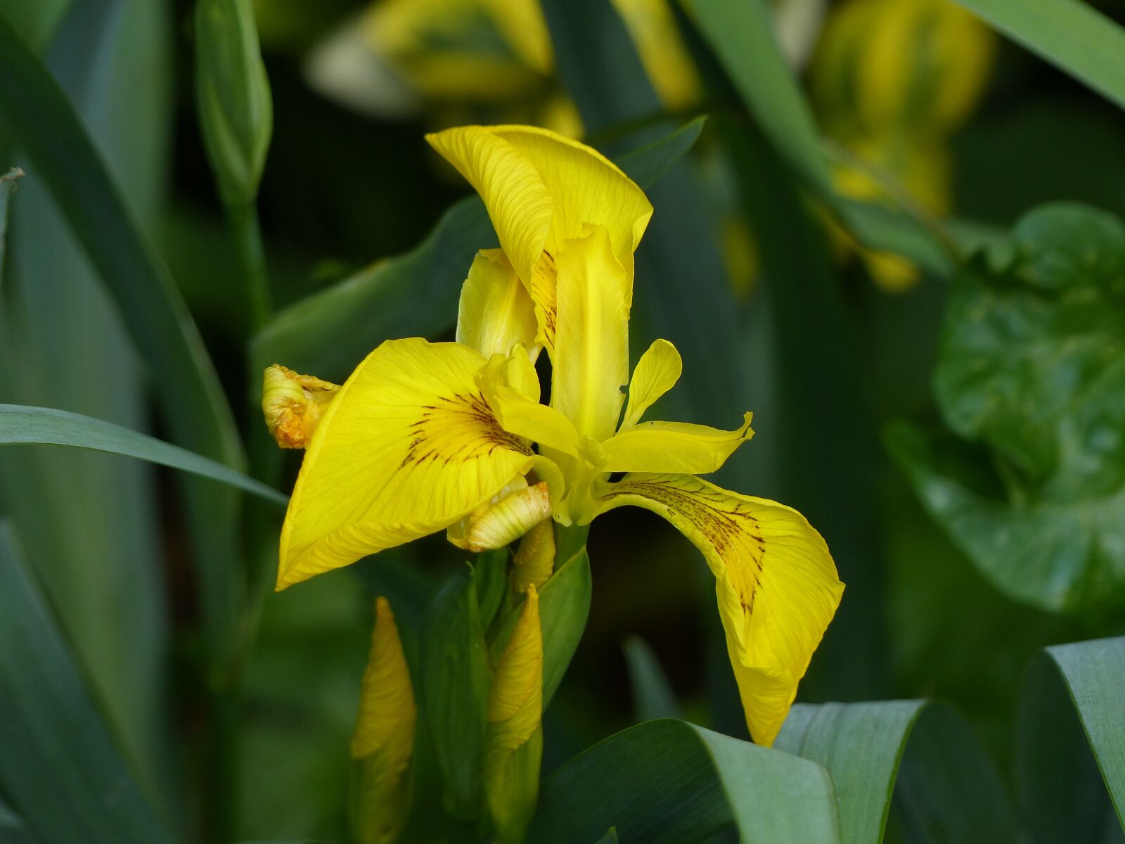 Panasonic Lumix DMC-FZ200 sample photo. Lily, flower, blossom photography
