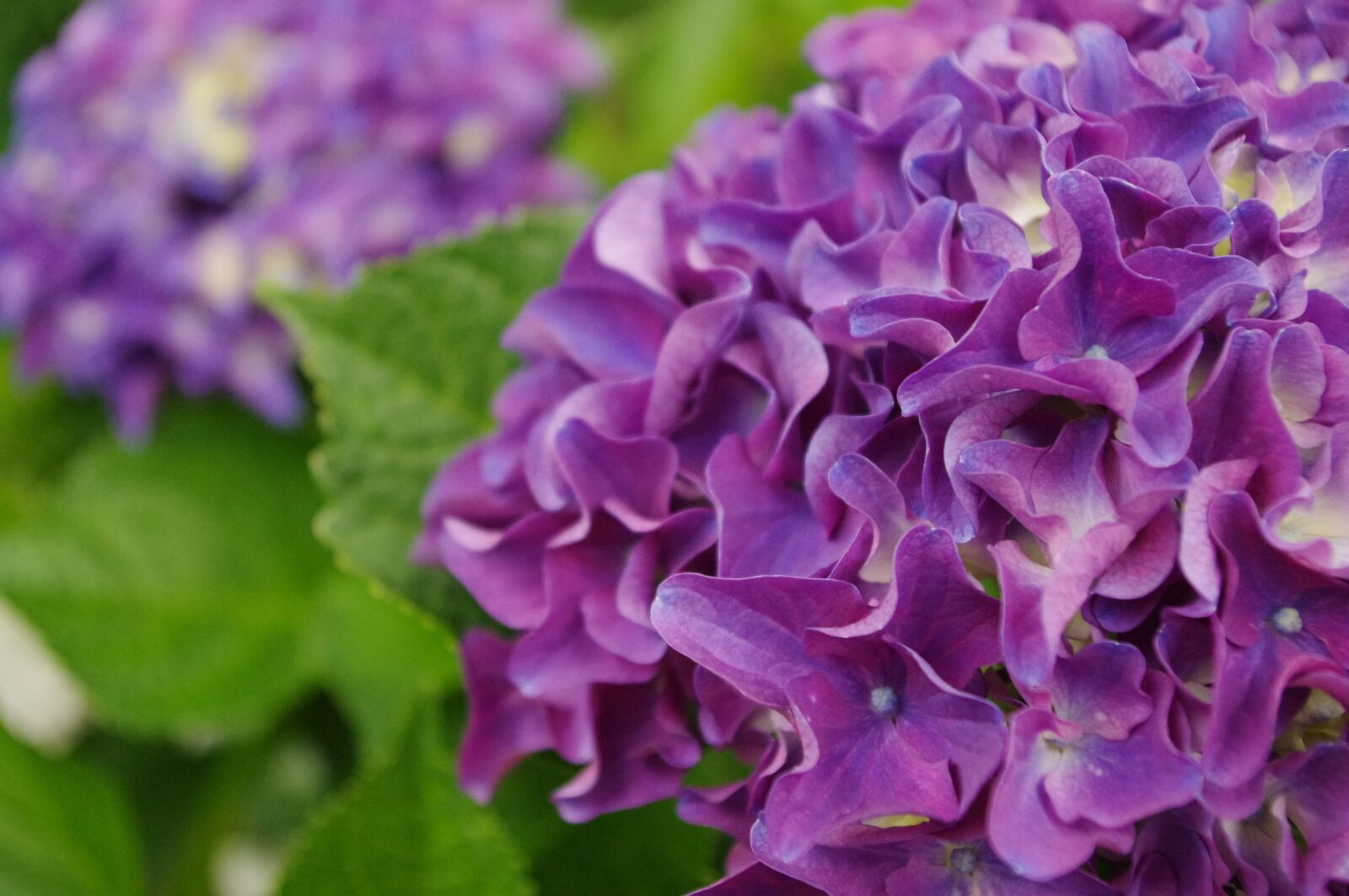 Pentax K-r sample photo. Hydrangea, flower, bloom photography
