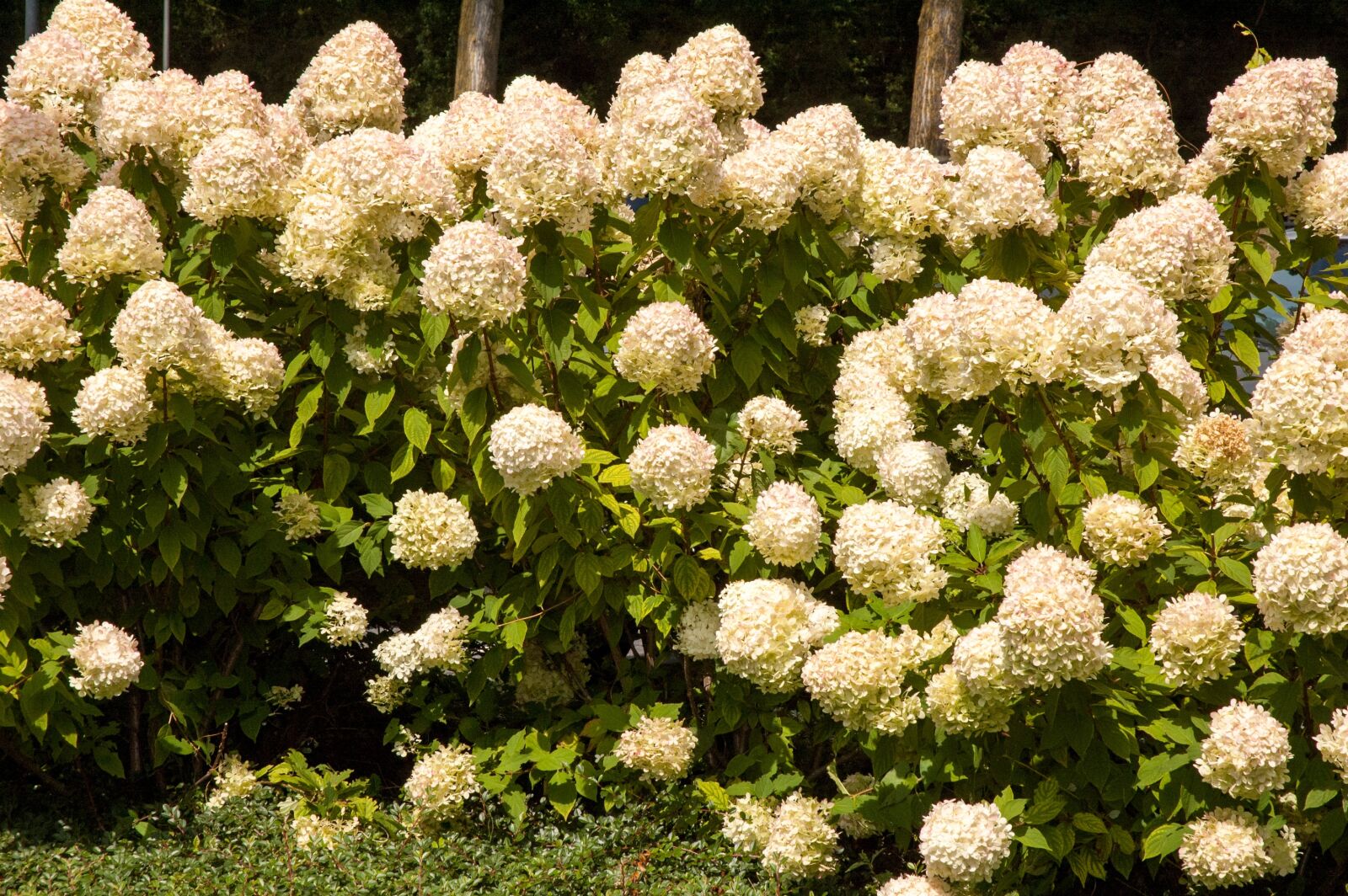 Nikon D70 sample photo. Flowers, hydrangea, background photography