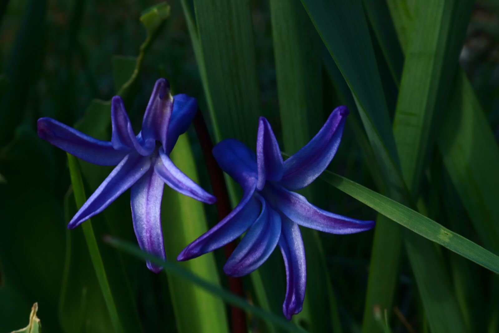 Canon EOS 750D (EOS Rebel T6i / EOS Kiss X8i) sample photo. Nature, blue, flowers photography