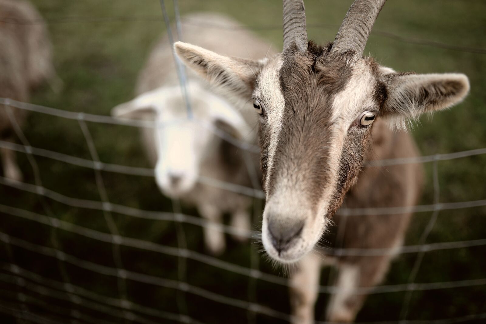 Nikon D610 sample photo. Goat, billy goat, animal photography