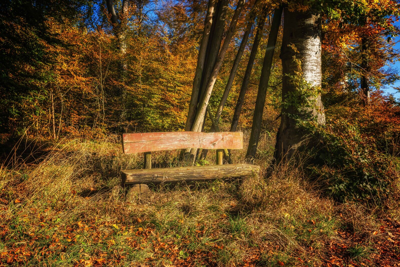 Nikon D3300 sample photo. Landscape, bench, leaf, wood photography