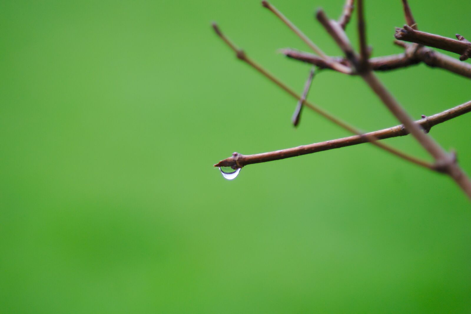 Sony Alpha DSLR-A700 sample photo. Drop, green, rain photography