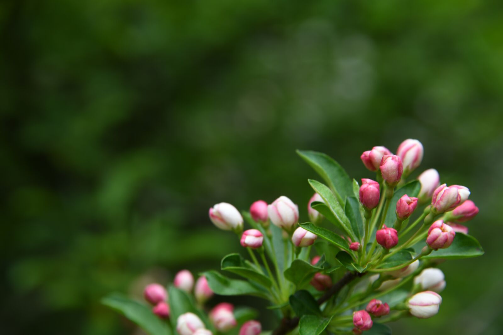 Nikon D850 sample photo. Blossom, flower, pink photography