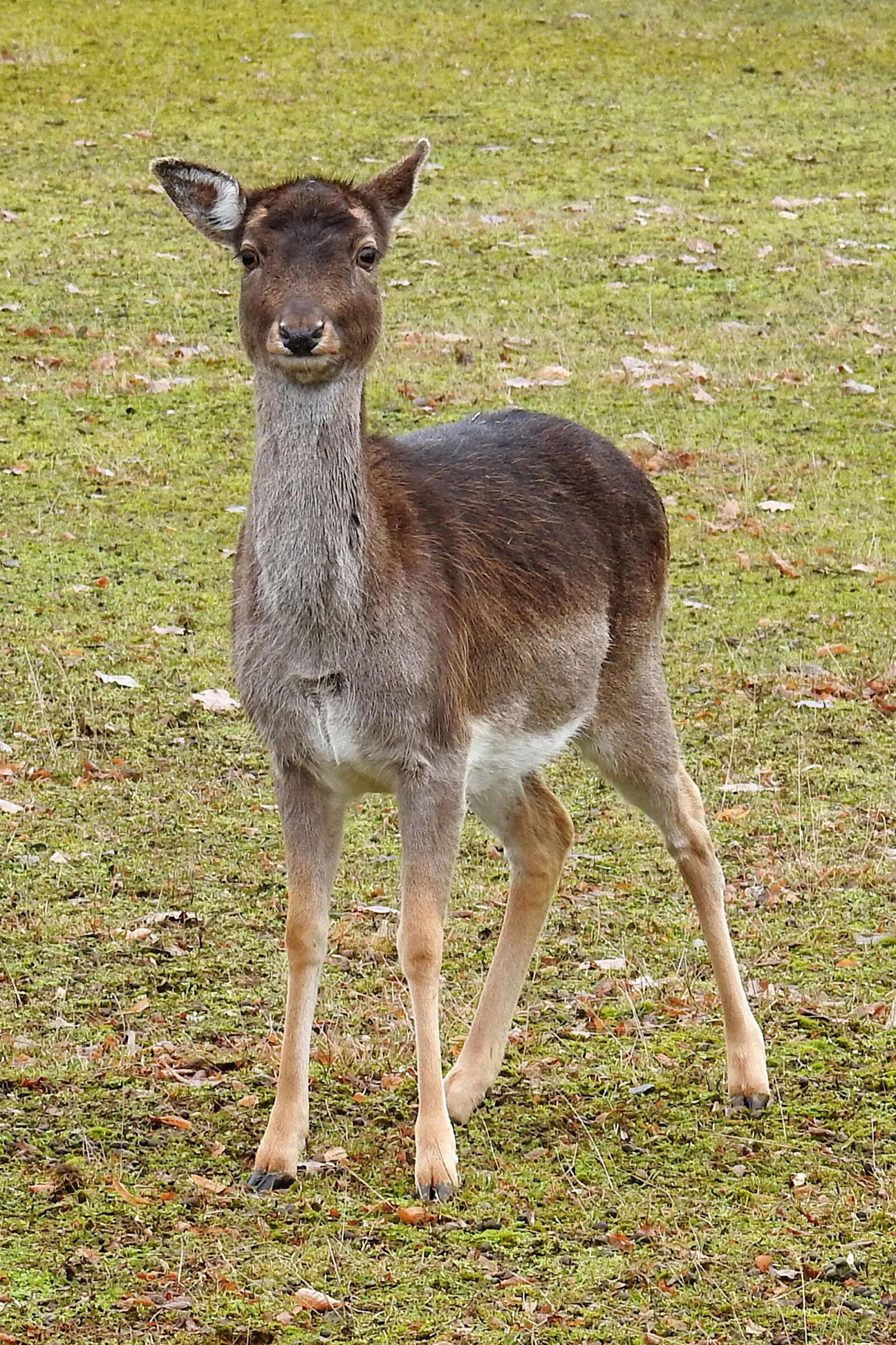 Nikon Coolpix P900 sample photo. Roe deer, meadow, animal photography