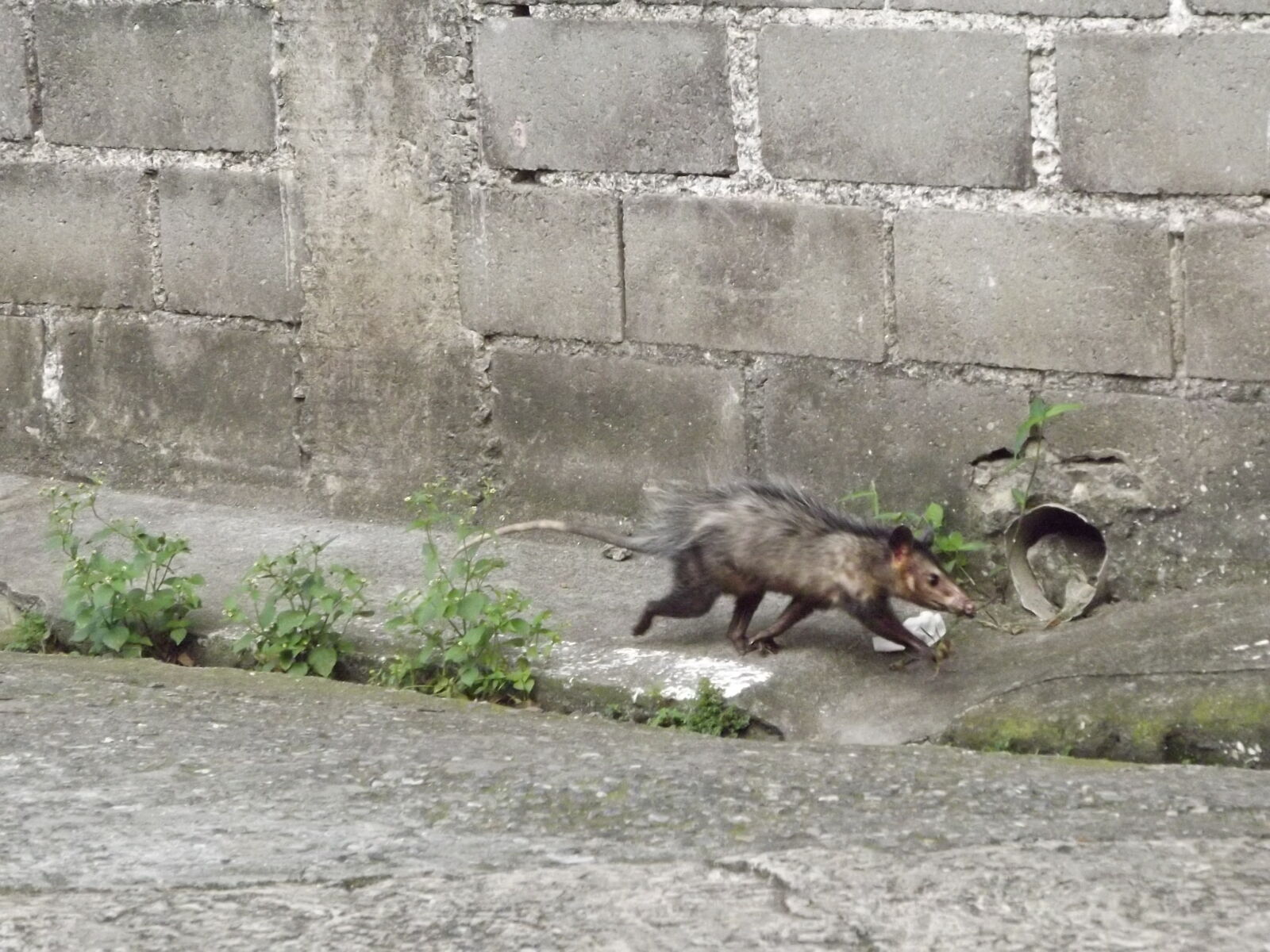 FujiFilm FinePix S4000 (FinePix S4050) sample photo