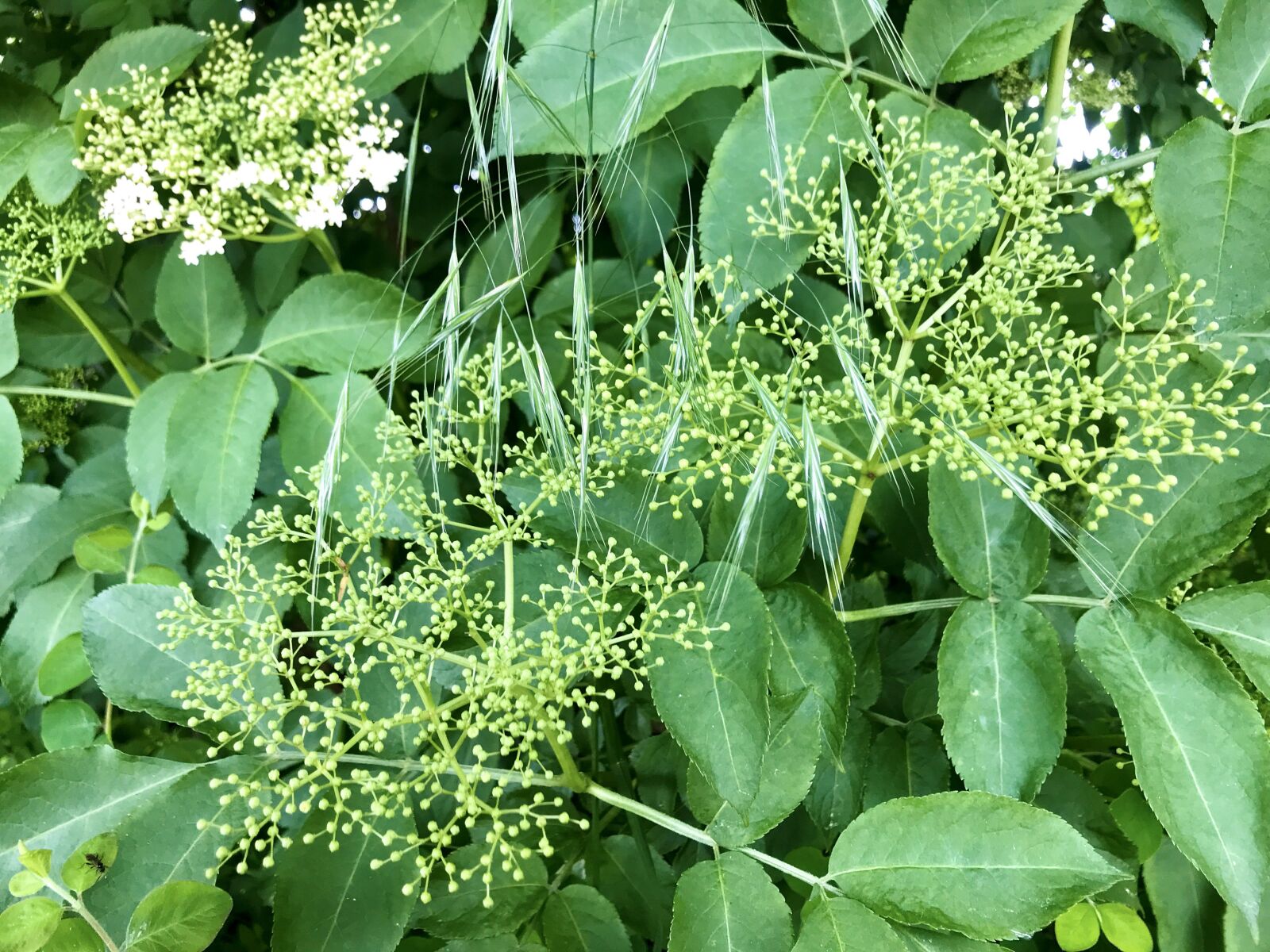 iPhone 7 back camera 3.99mm f/1.8 sample photo. Elder, elderflower, holler photography