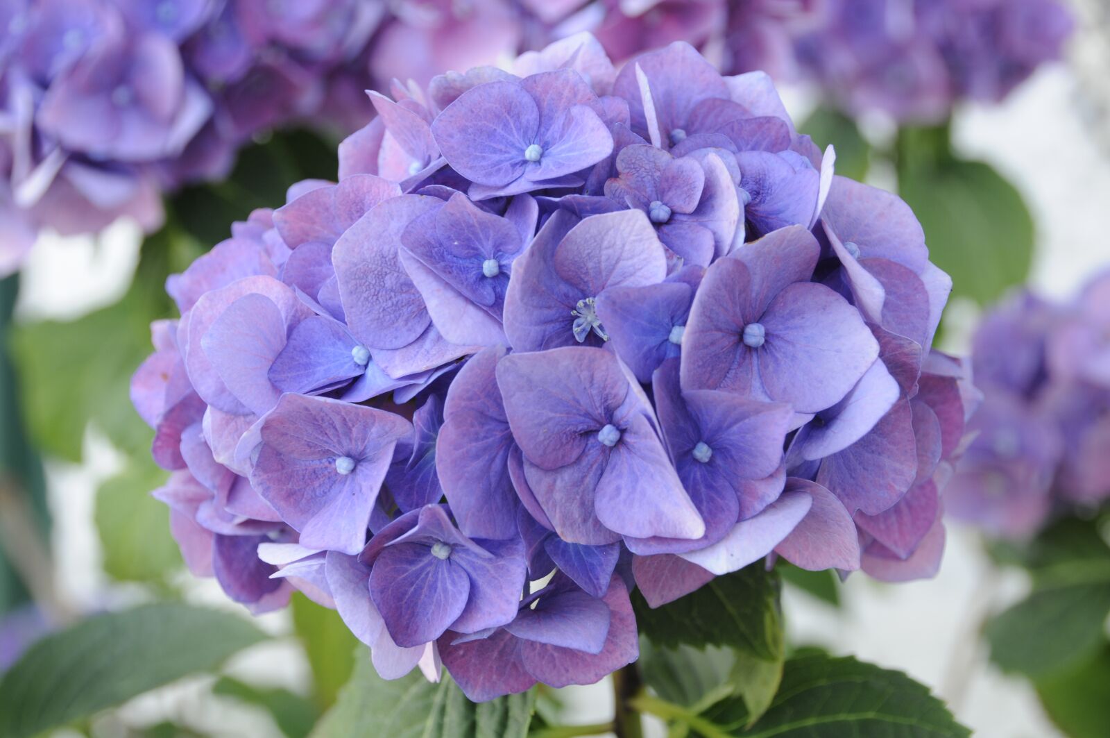 Nikon D300 sample photo. Hydrangeas, blossom, bloom photography