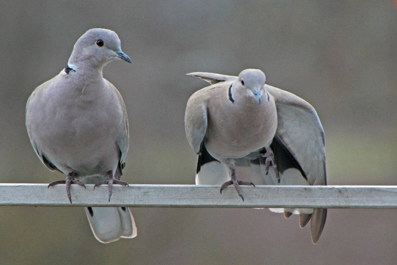 Canon EOS 450D (EOS Rebel XSi / EOS Kiss X2) sample photo. Pigeons, winter, care photography