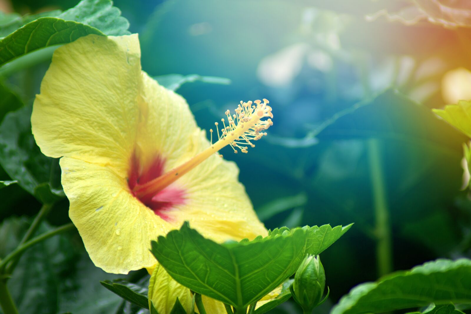 Nikon D7500 sample photo. Flower, yellow, sunset photography