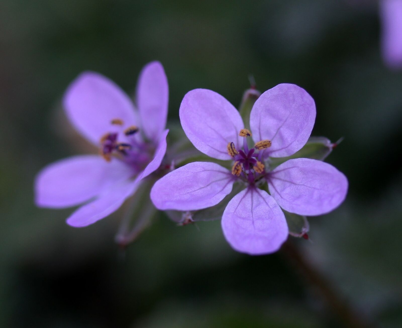 Canon EF-S 60mm F2.8 Macro USM sample photo. Flower, wild, pink photography