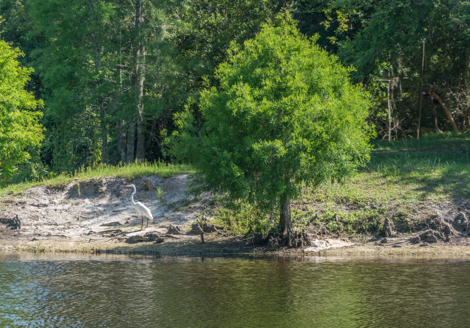 Sony a7R II sample photo. Egret, florida, nature photography