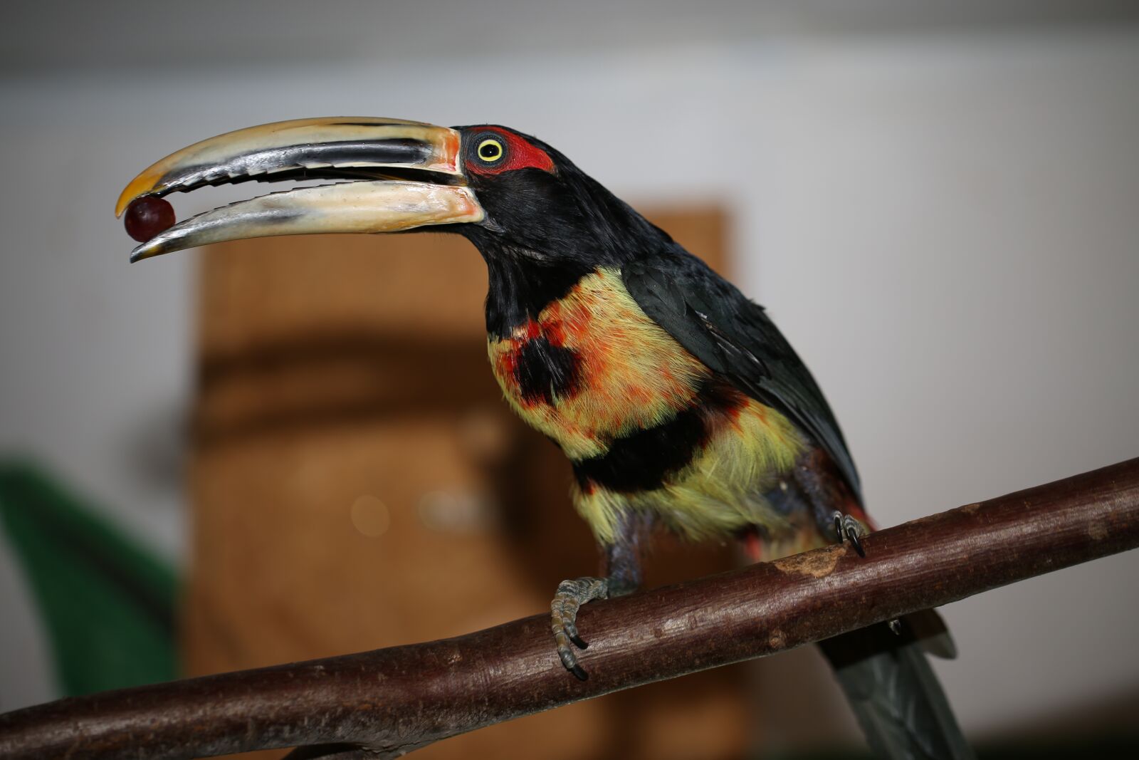 Canon EF 100mm F2.8L Macro IS USM sample photo. Toucan, bird, rainforest photography