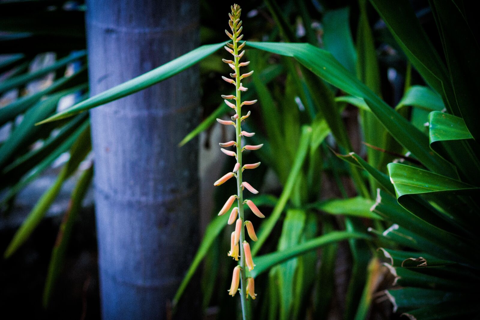 Canon EOS 700D (EOS Rebel T5i / EOS Kiss X7i) + Canon EF 50mm F1.8 STM sample photo. Elite, flower, wonderful photography