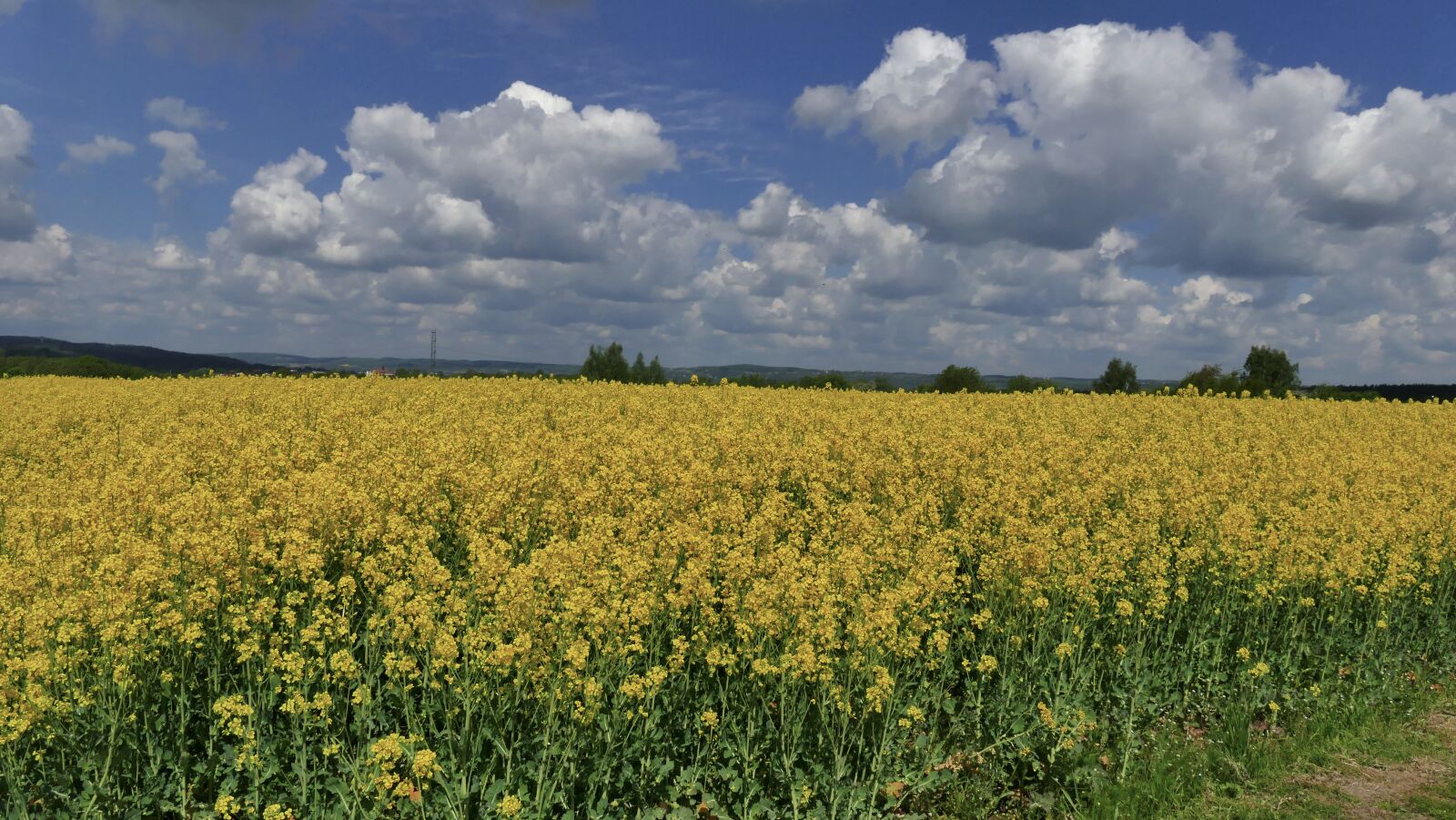 Panasonic Lumix DMC-FZ1000 sample photo. Rapeseed, oil, flowers photography