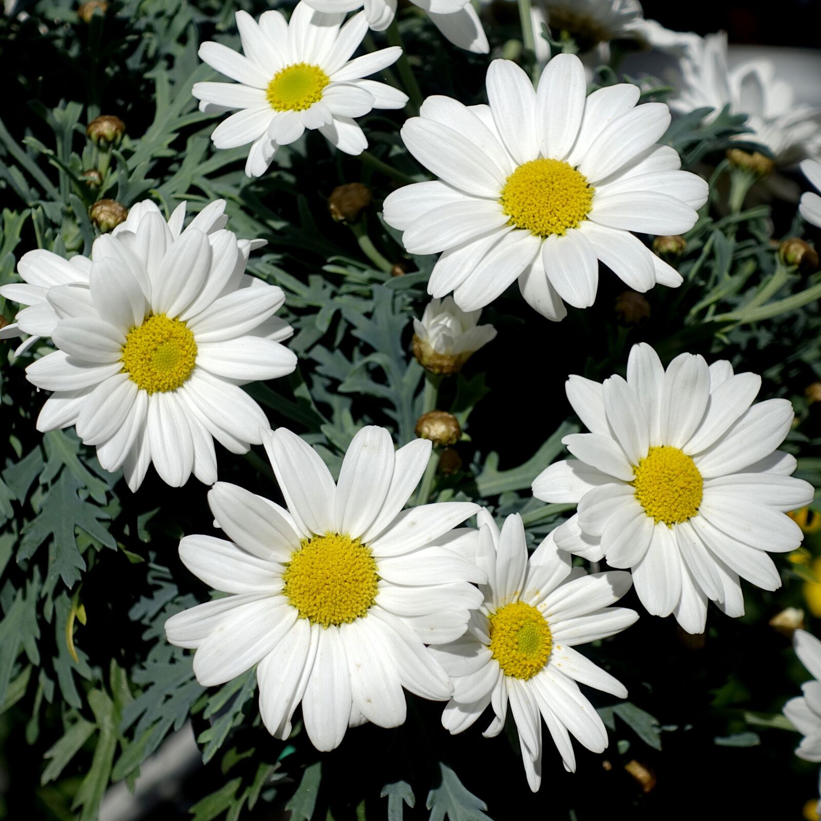 Sony Cyber-shot DSC-RX100 IV sample photo. Margarite, flower, garden photography